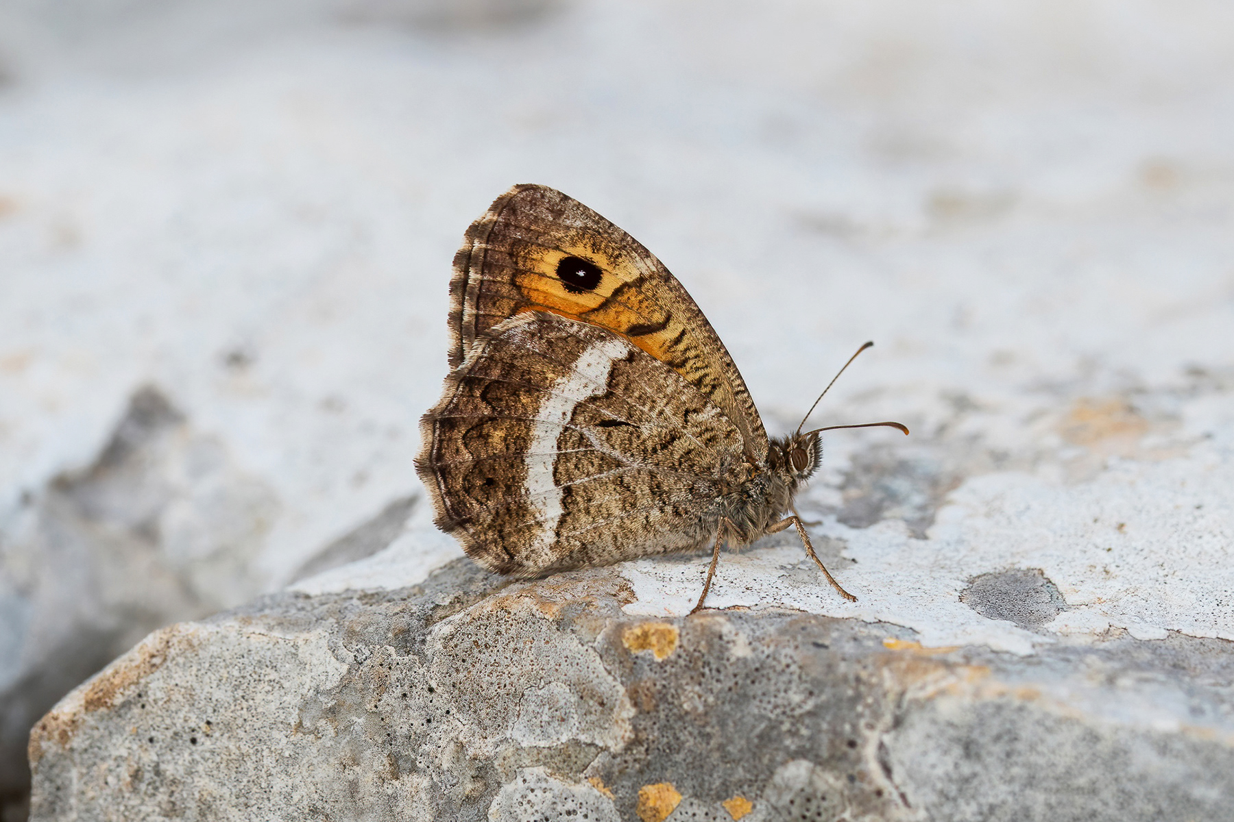 False Grayling - France