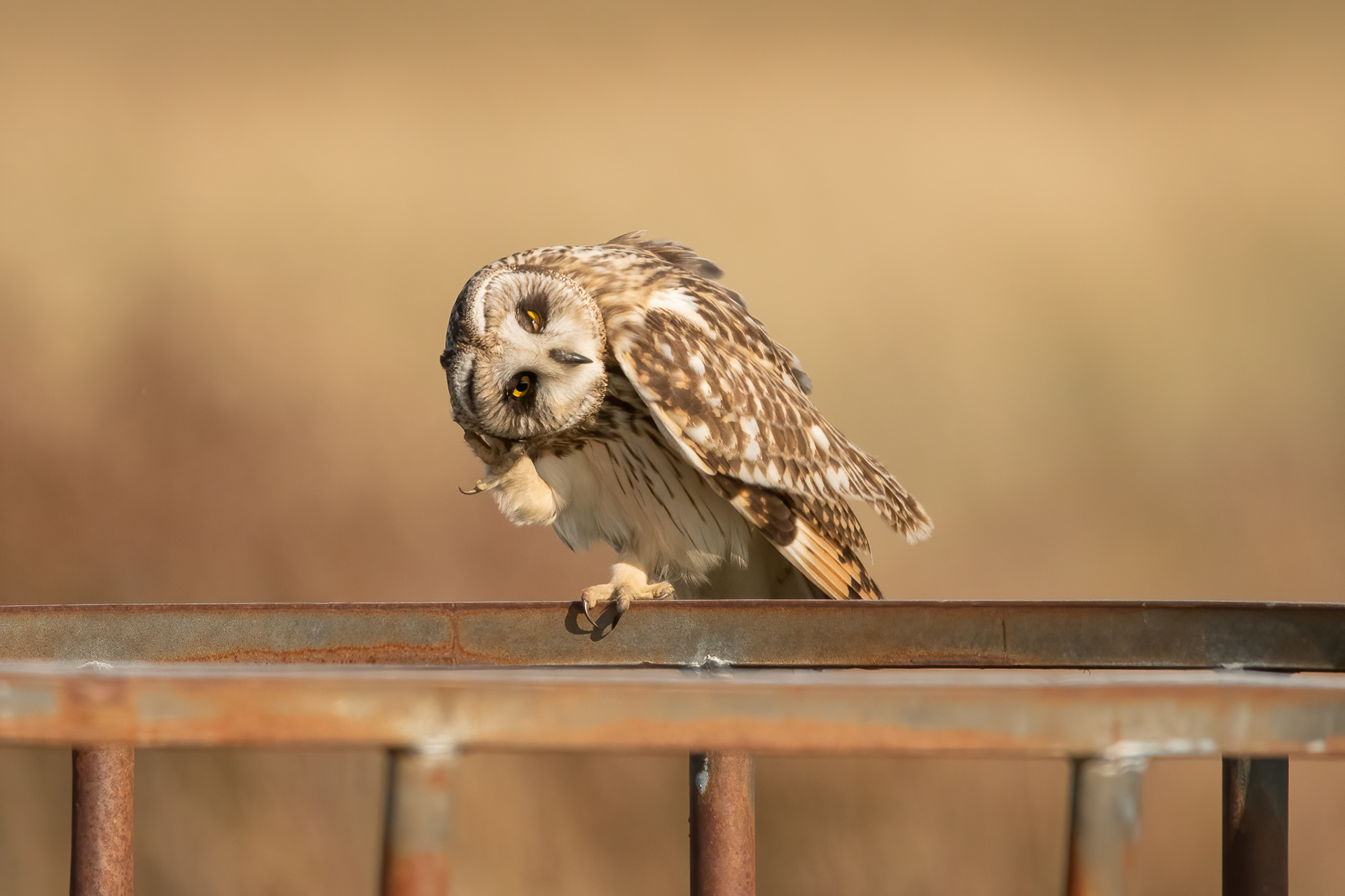 Short-eared Owl - Sandwich Bay
