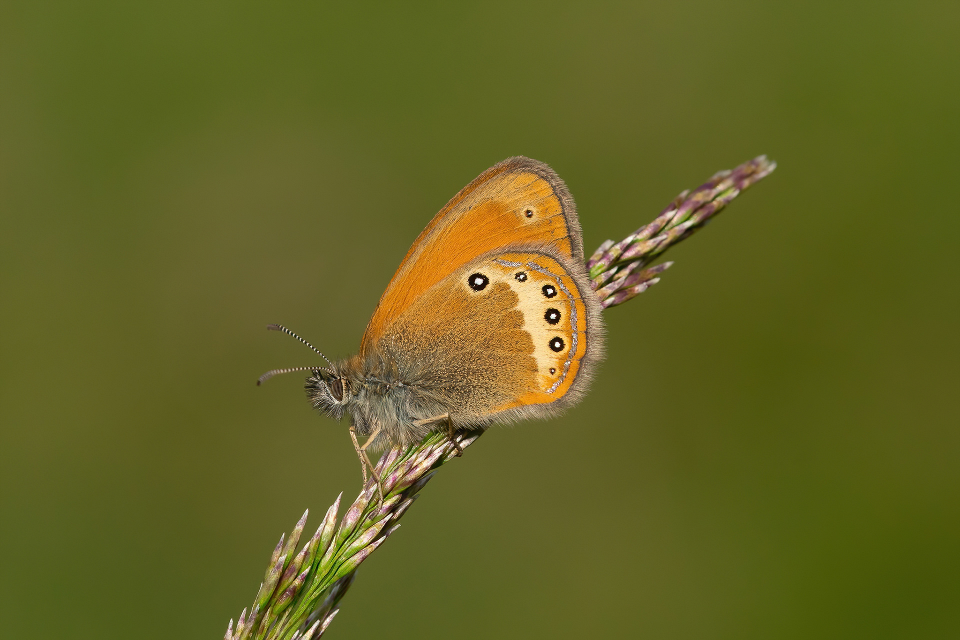Darwin's Heath - Switzerland