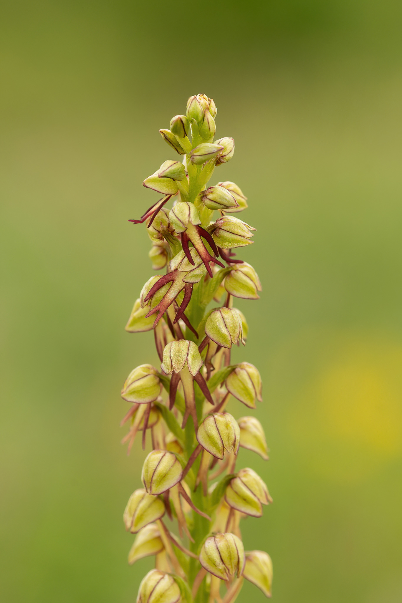 Man Orchid - Gillingham