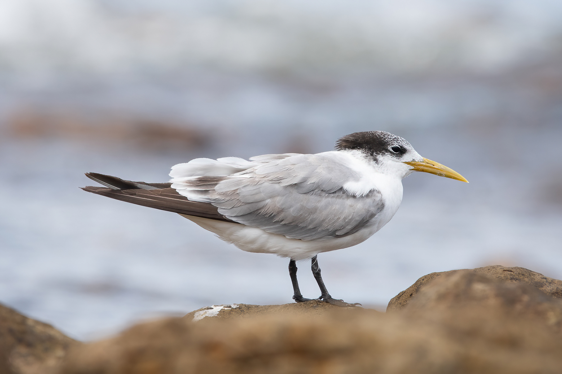 Great-crested Tern - Cape Point