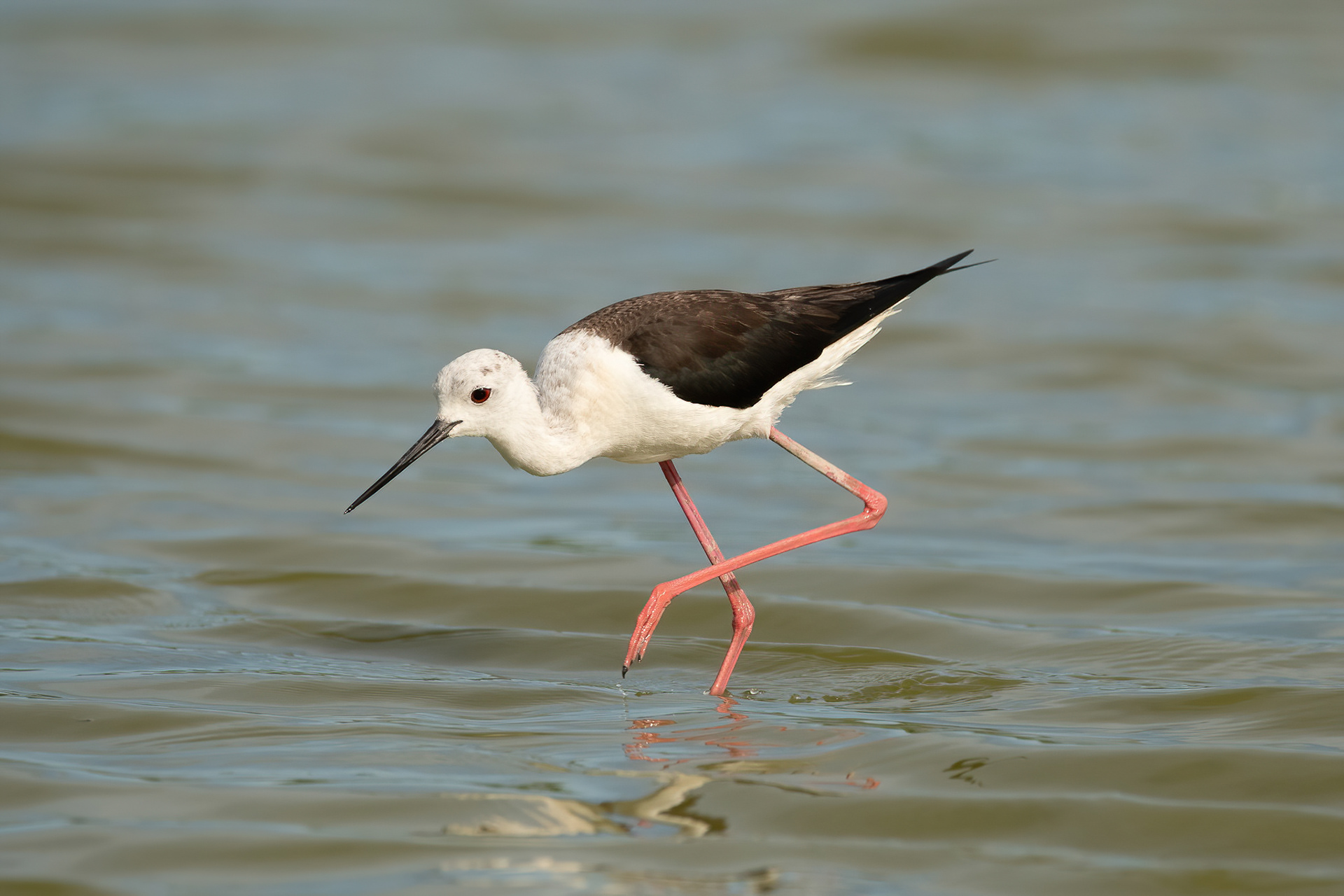 Black-winged Stilt - Camargue, France