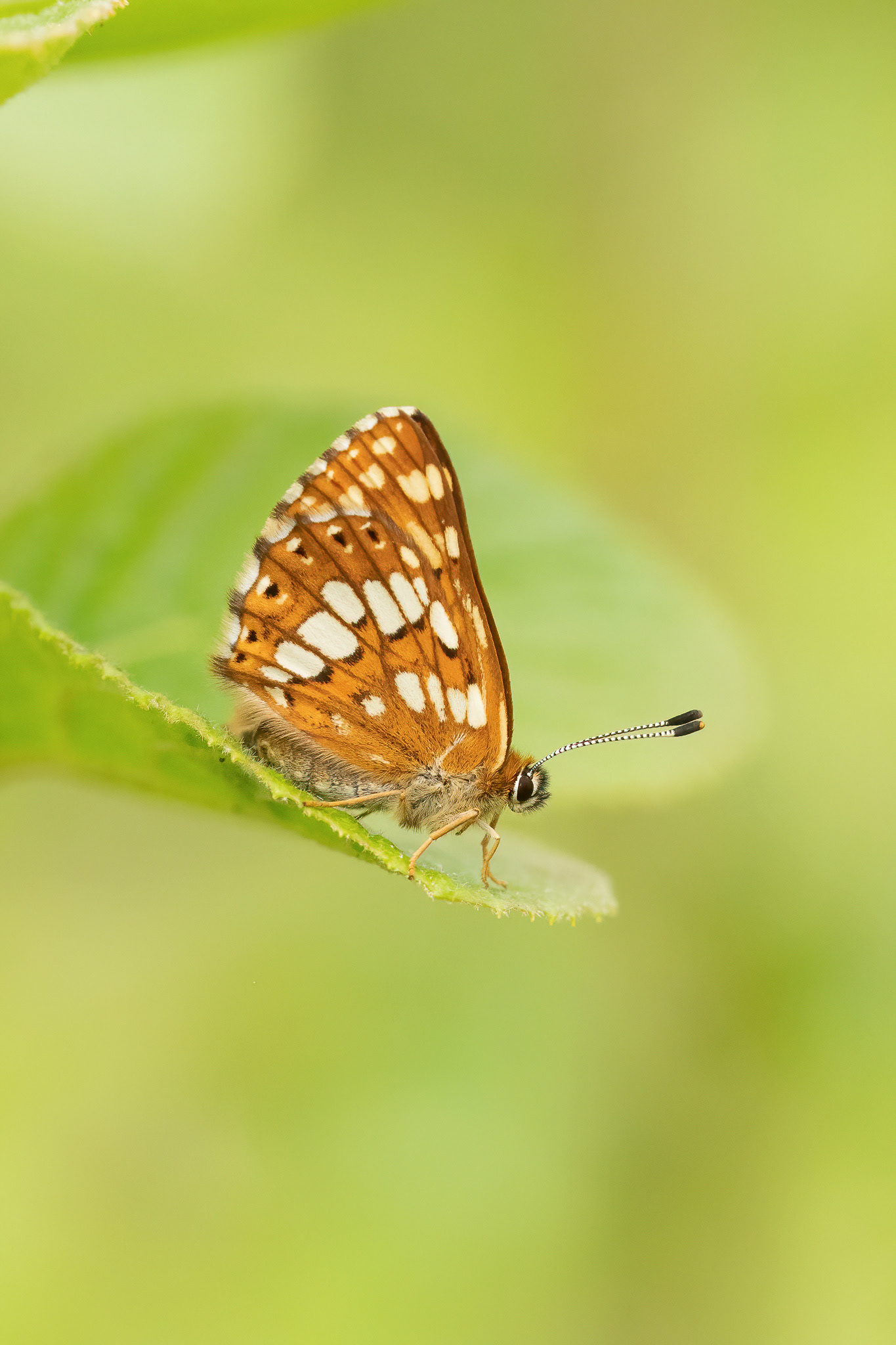 Duke of Burgundy - Chapel Bank