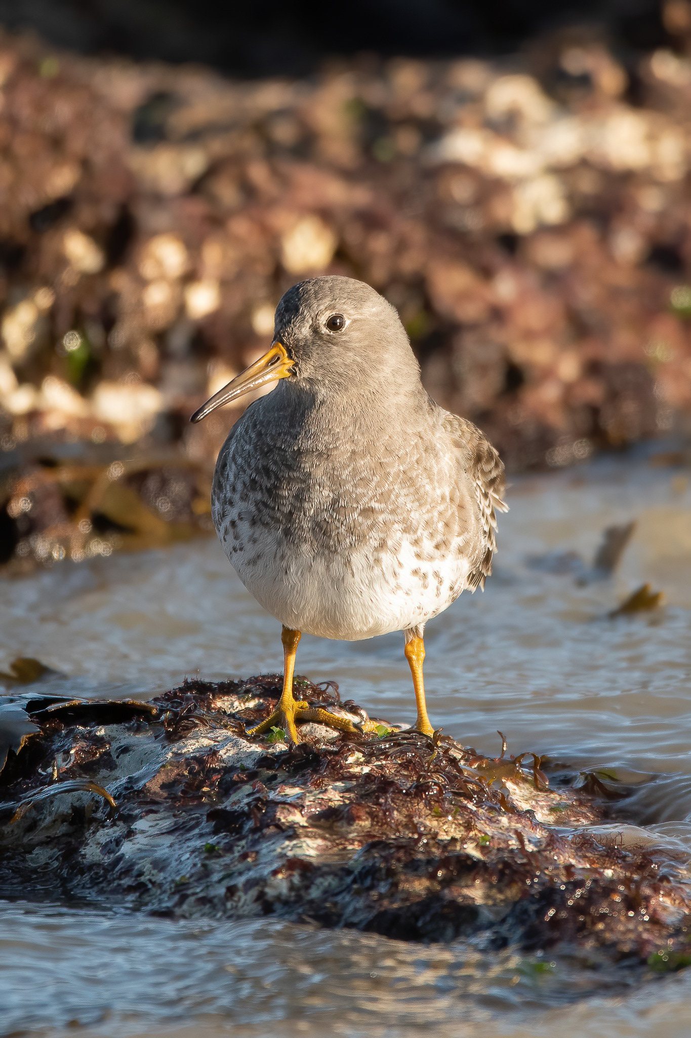 Purple Sandpiper - Broadstairs