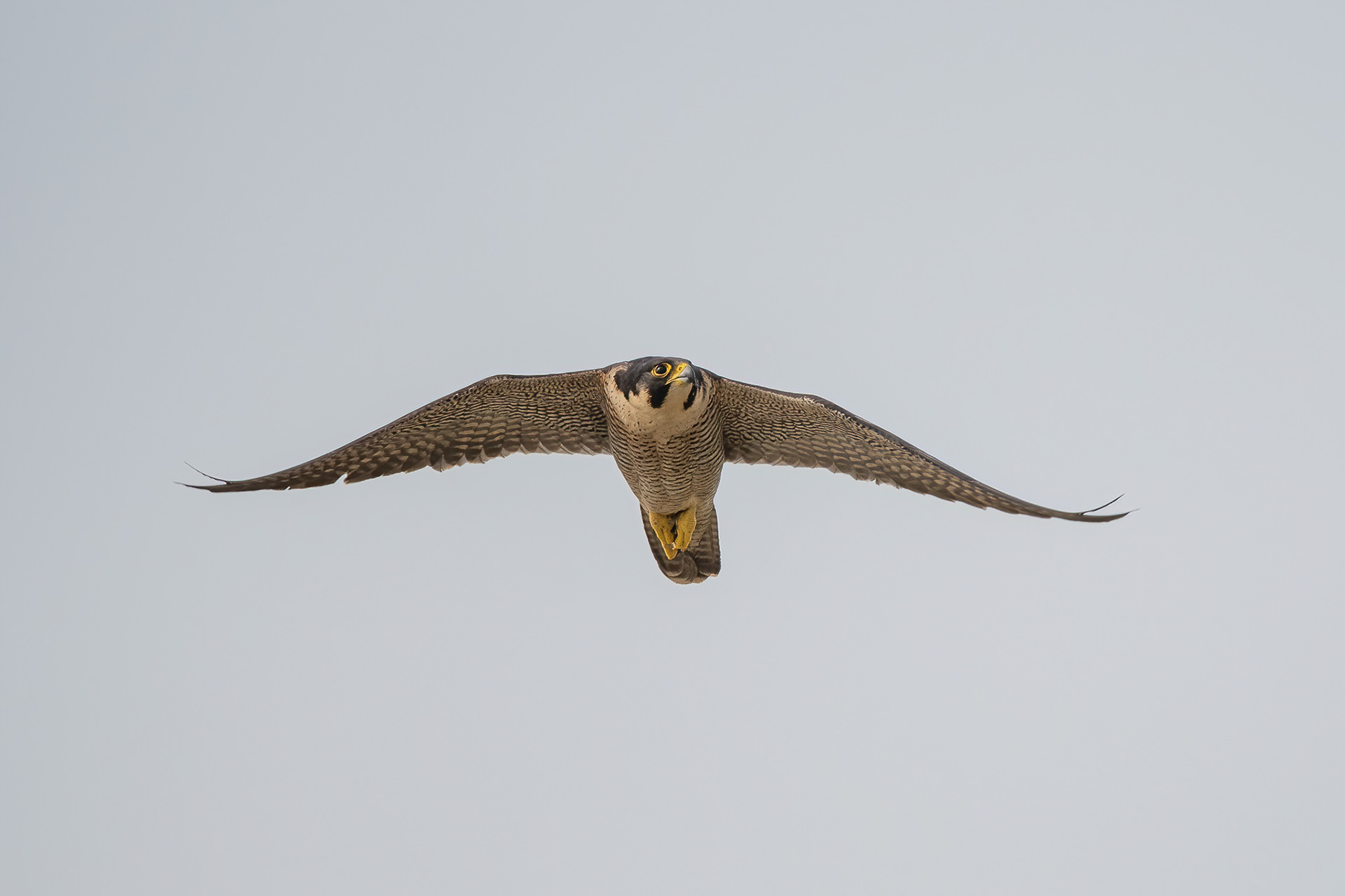 Peregrine - Dover