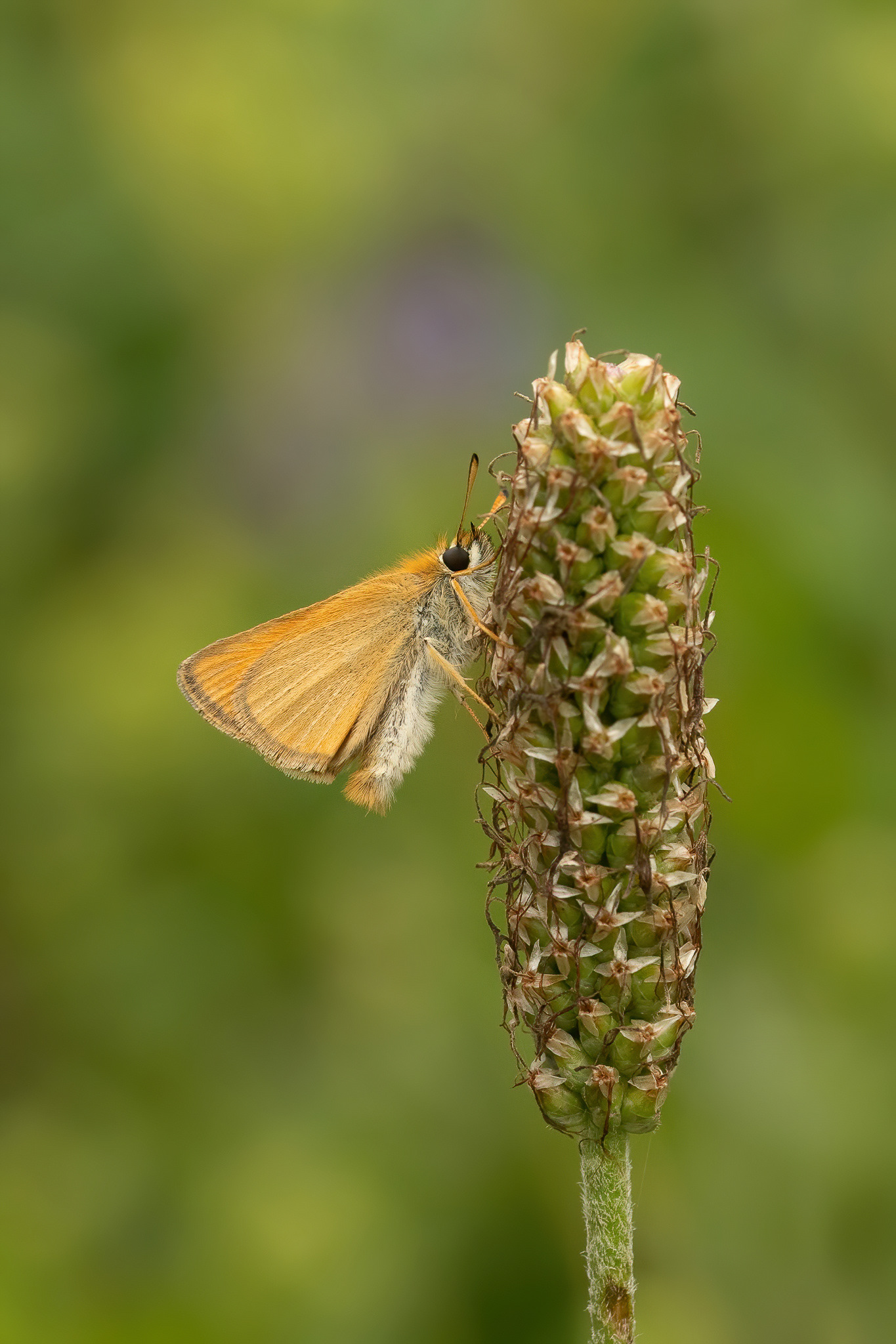 Small Skipper - Italy