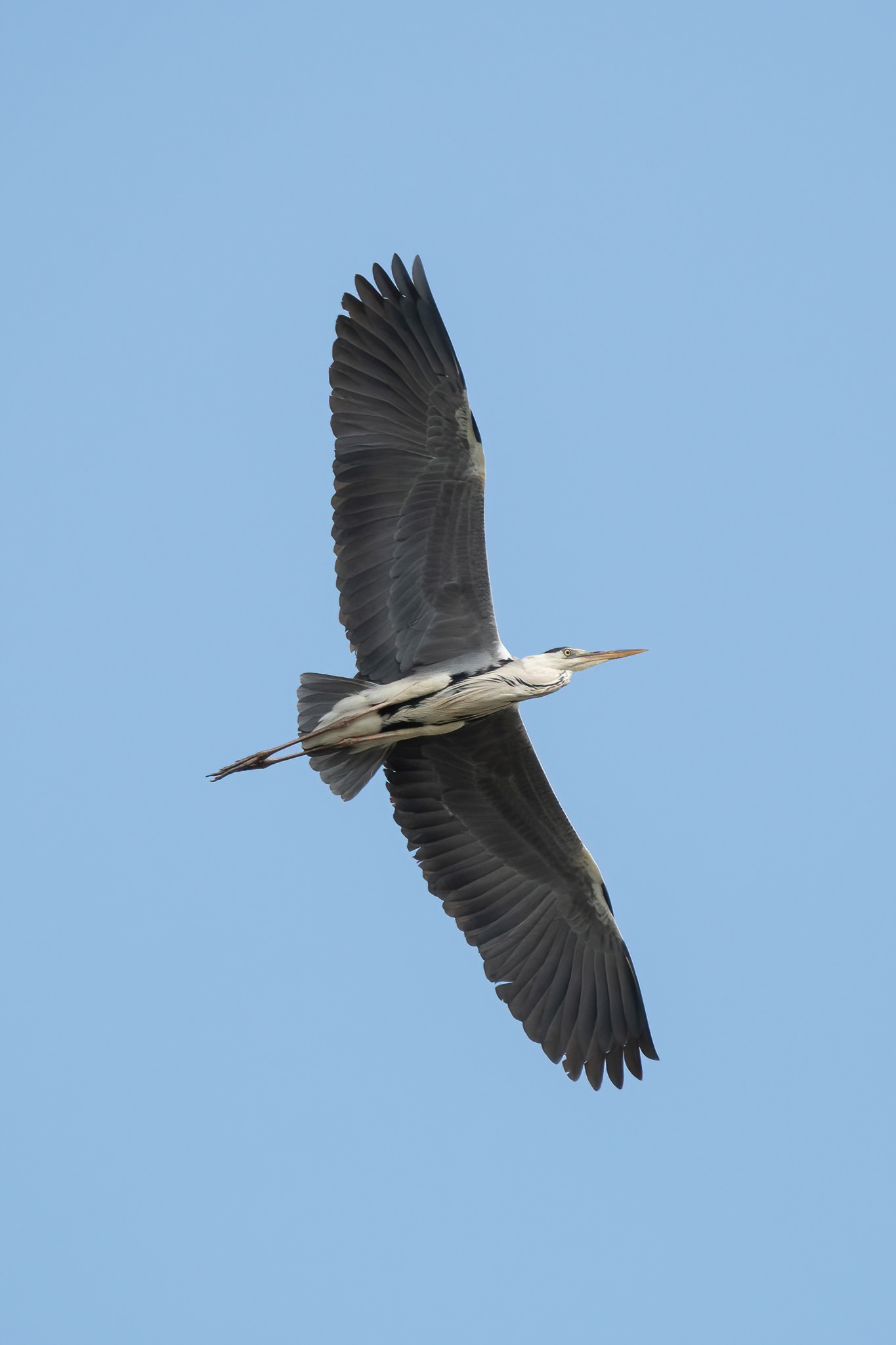 Grey Heron - Camargue, France