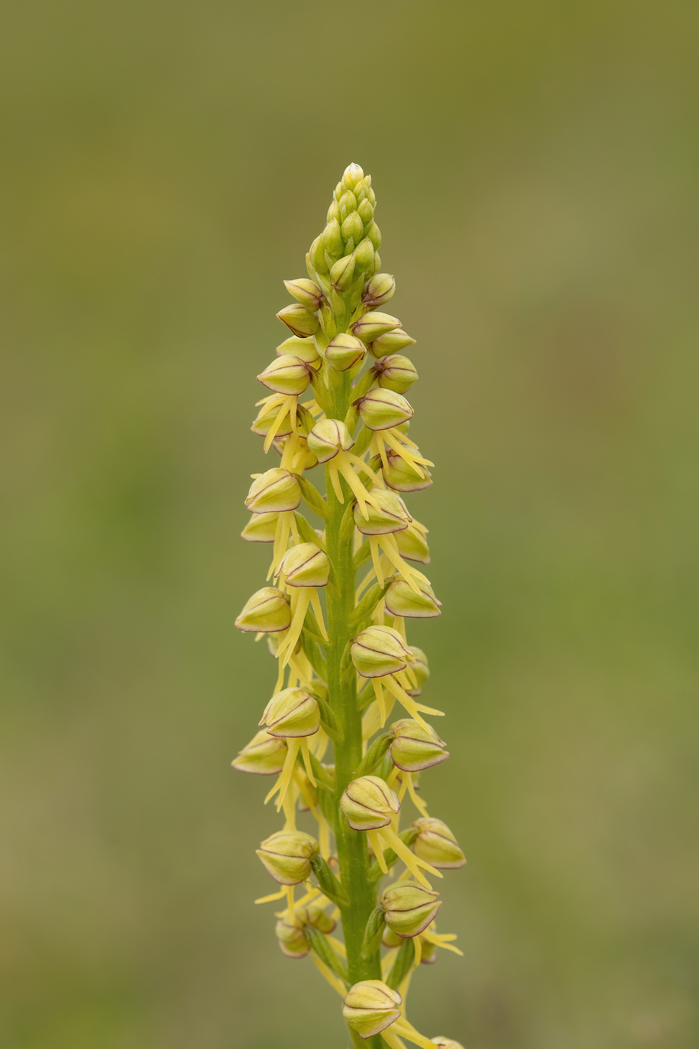 Man Orchid - Gillingham