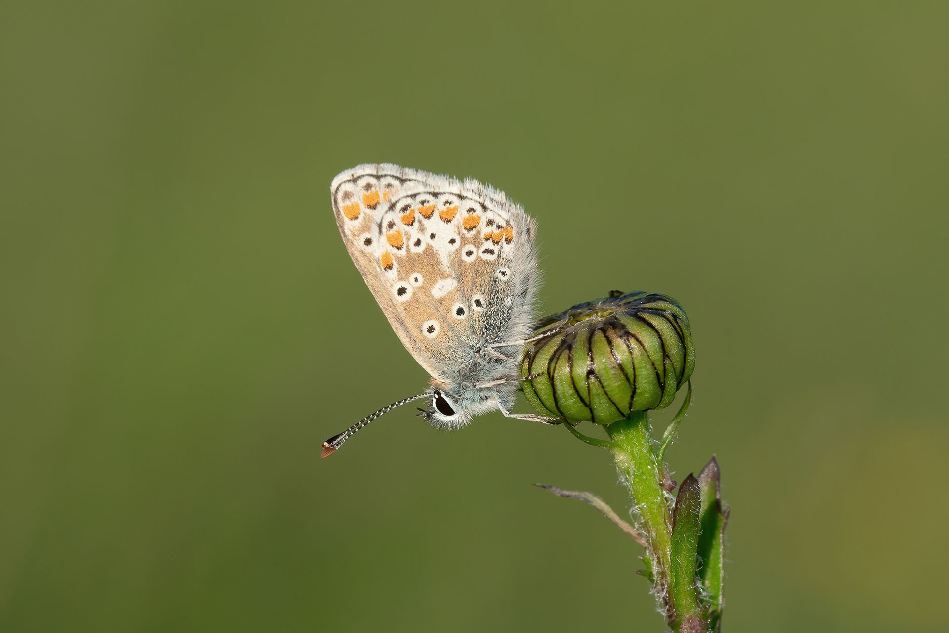 Brown Argus - Bredhurst