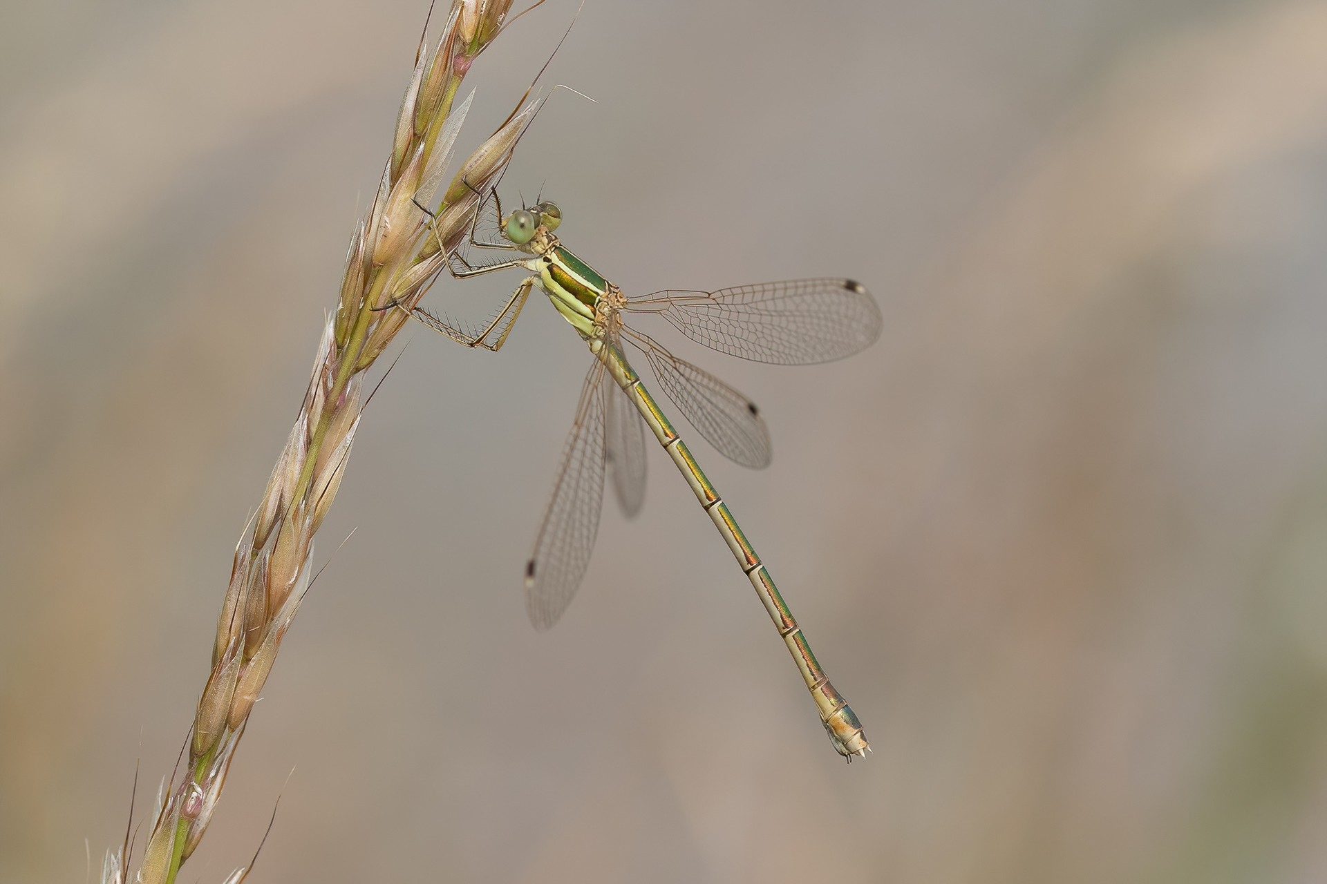 Southern Emerald Damselfly - Cliffe Pools