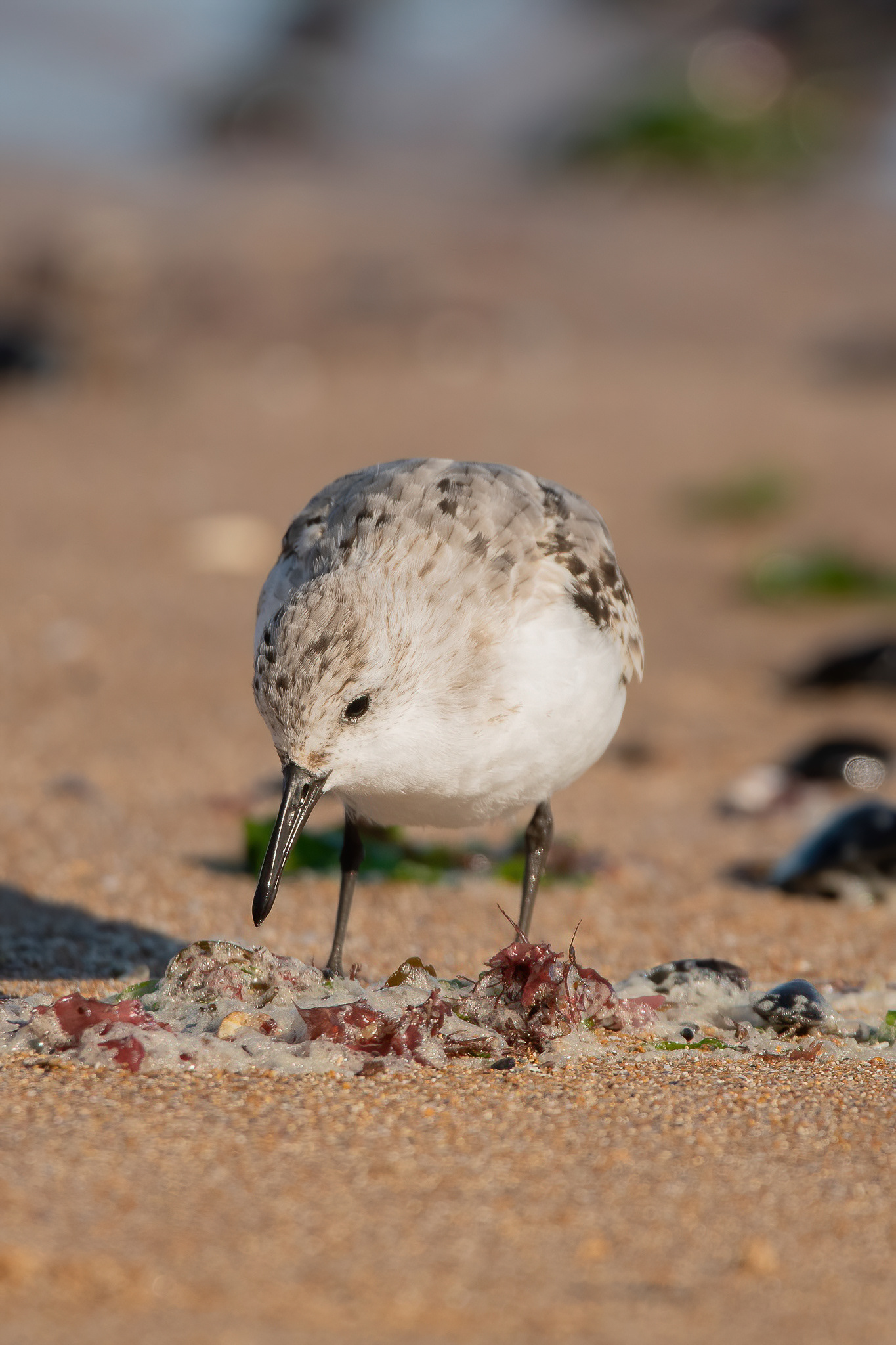 Sanderling - Foreness Point