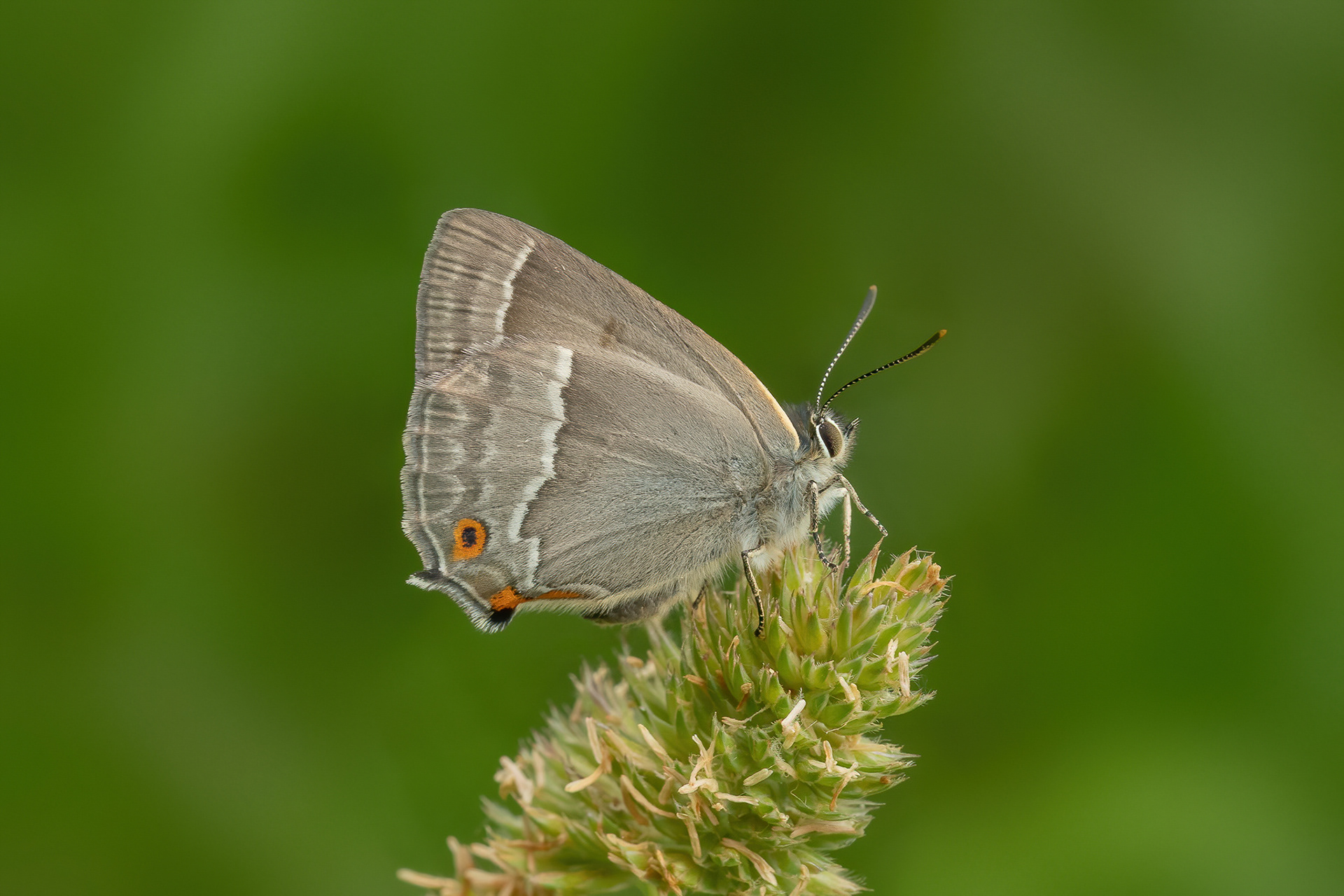 Purple Hairstreak - Ditchling Common