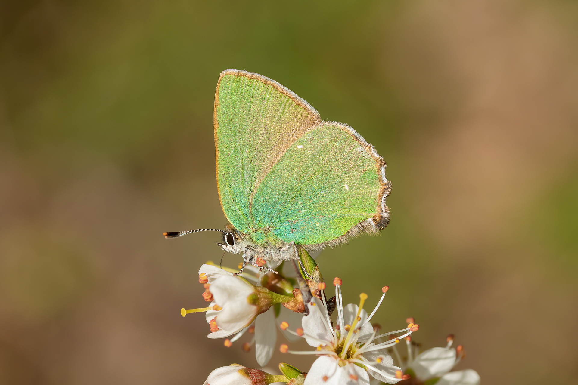 Green Hairstreak - Queendown Warren