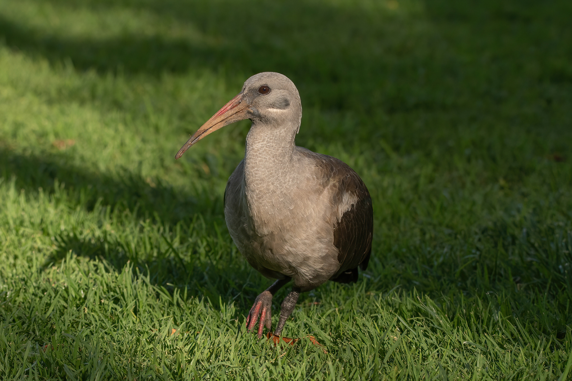 Hadada Ibis - Kirstenbosch