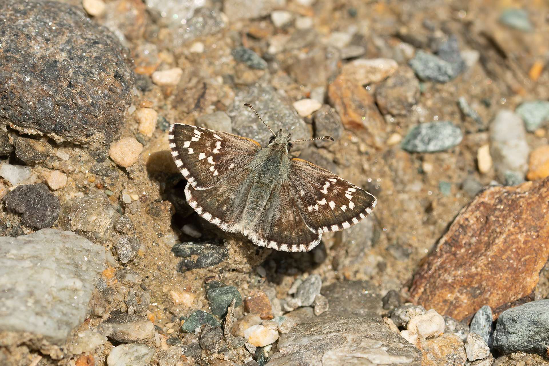 Safflower Skipper - Italy