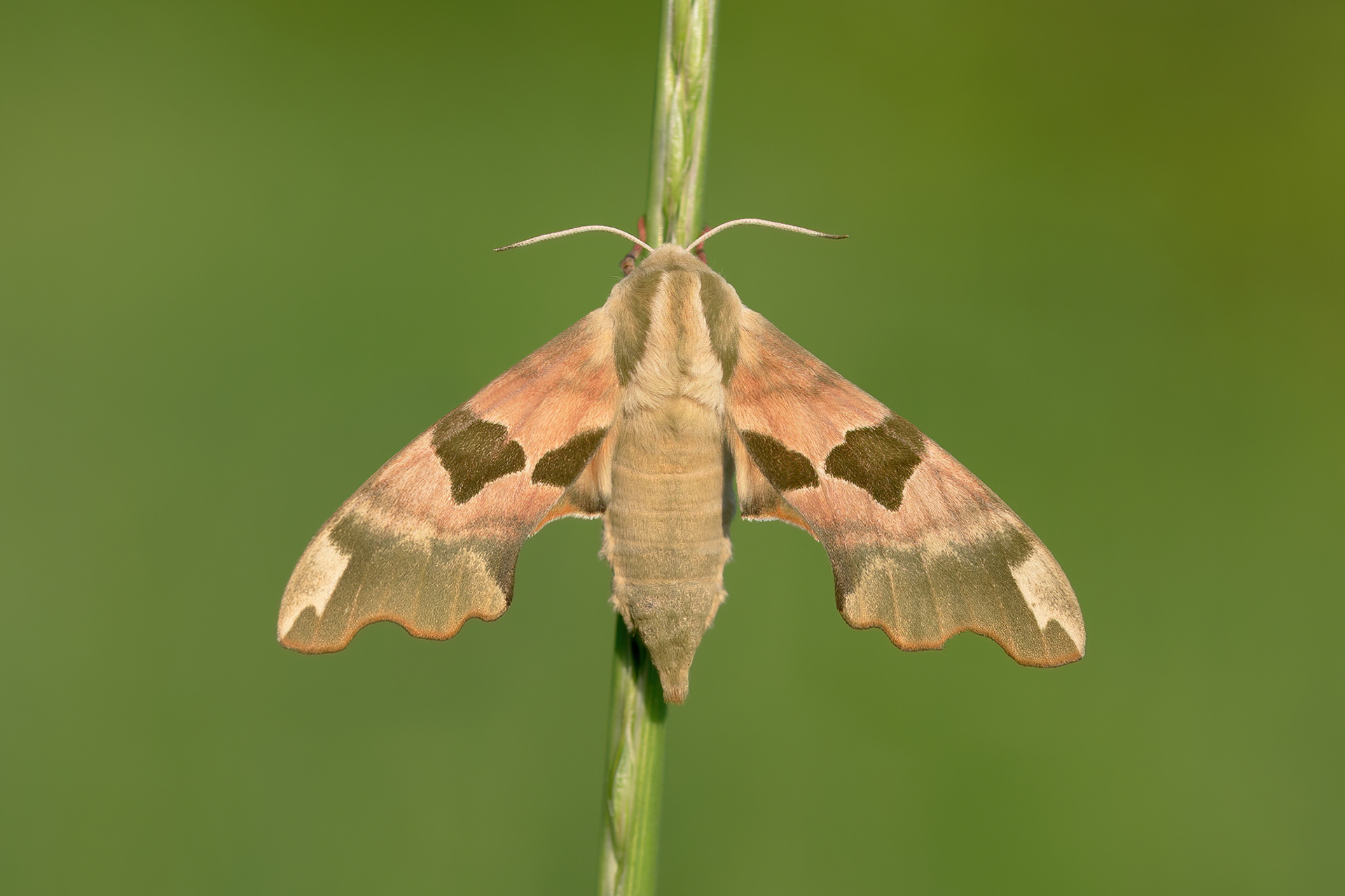 Lime Hawk Moth - Captive