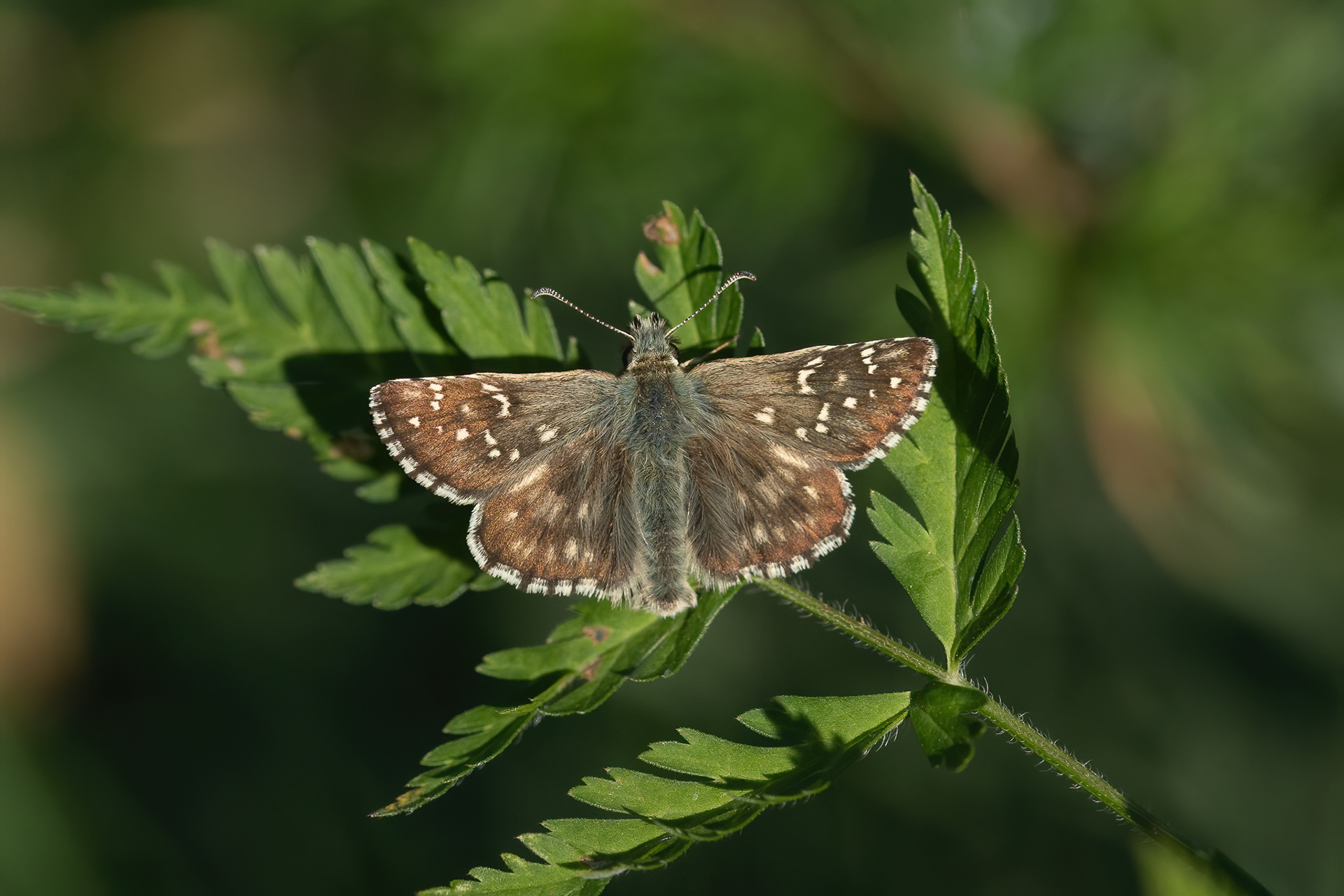 Carline Skipper - France