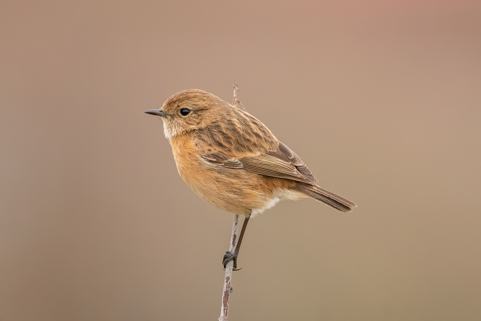 Stonechat - Southmoor