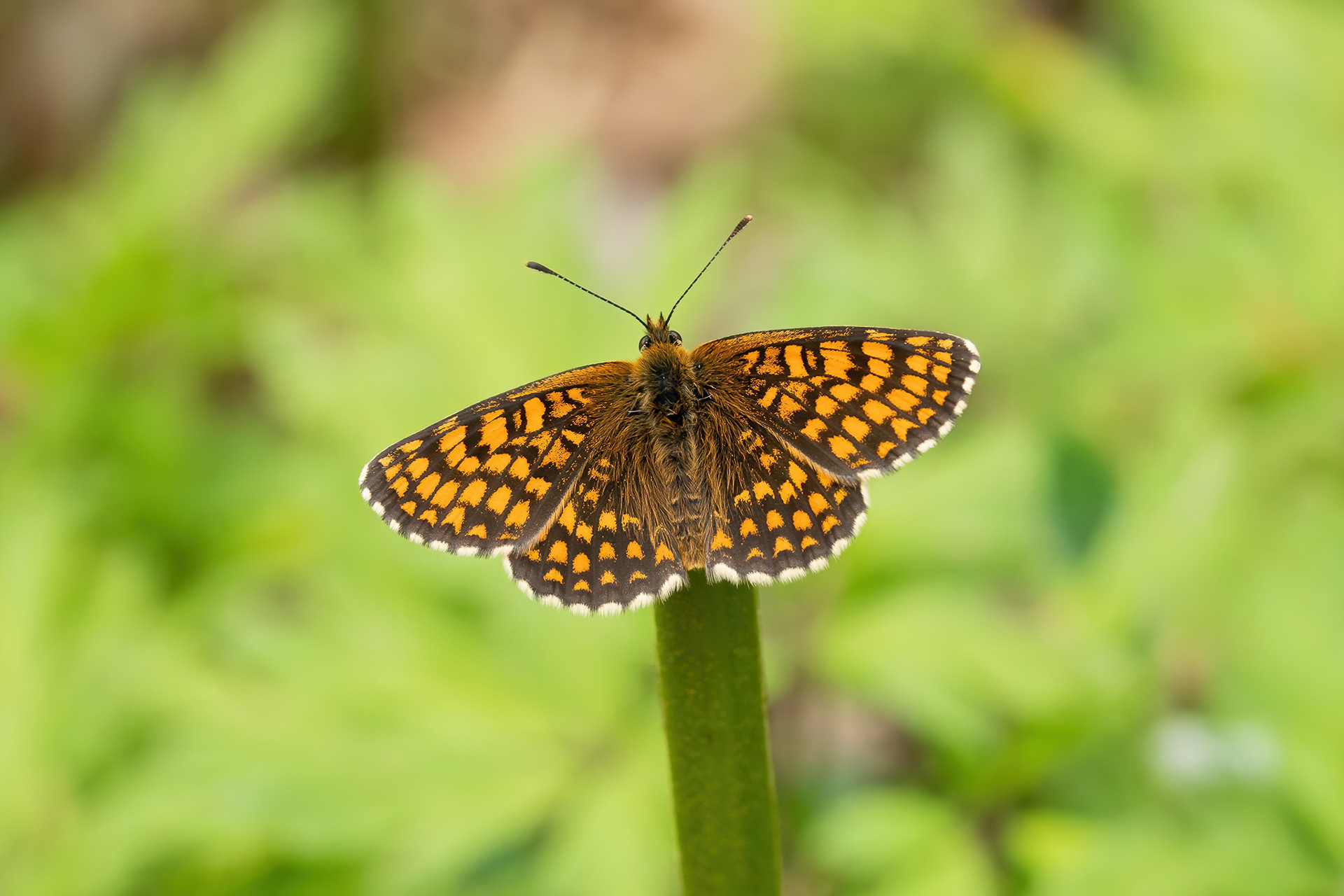 Heath Fritillary - East Blean Woods