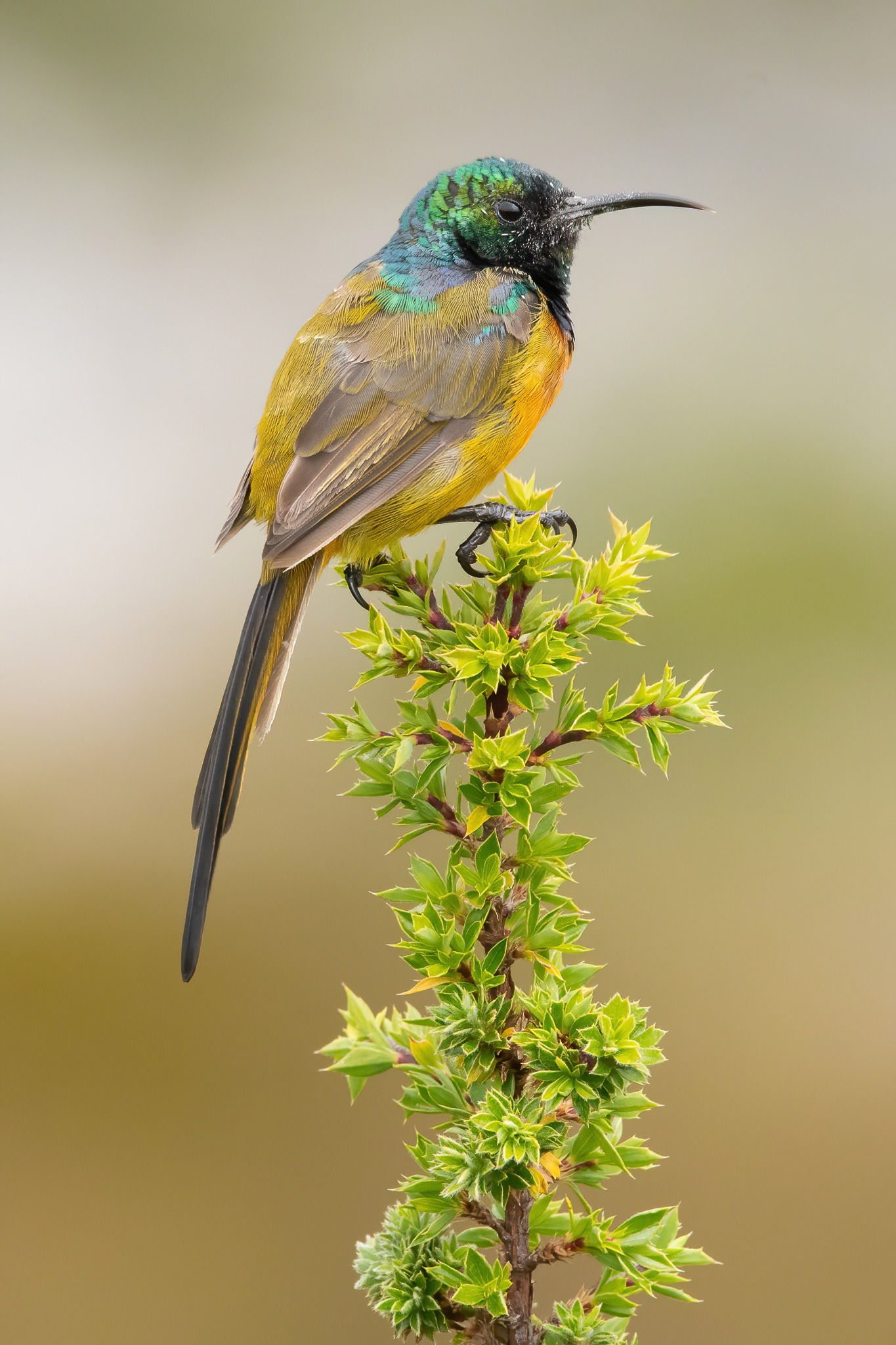 Orange-breasted Sunbird - Table Mountain