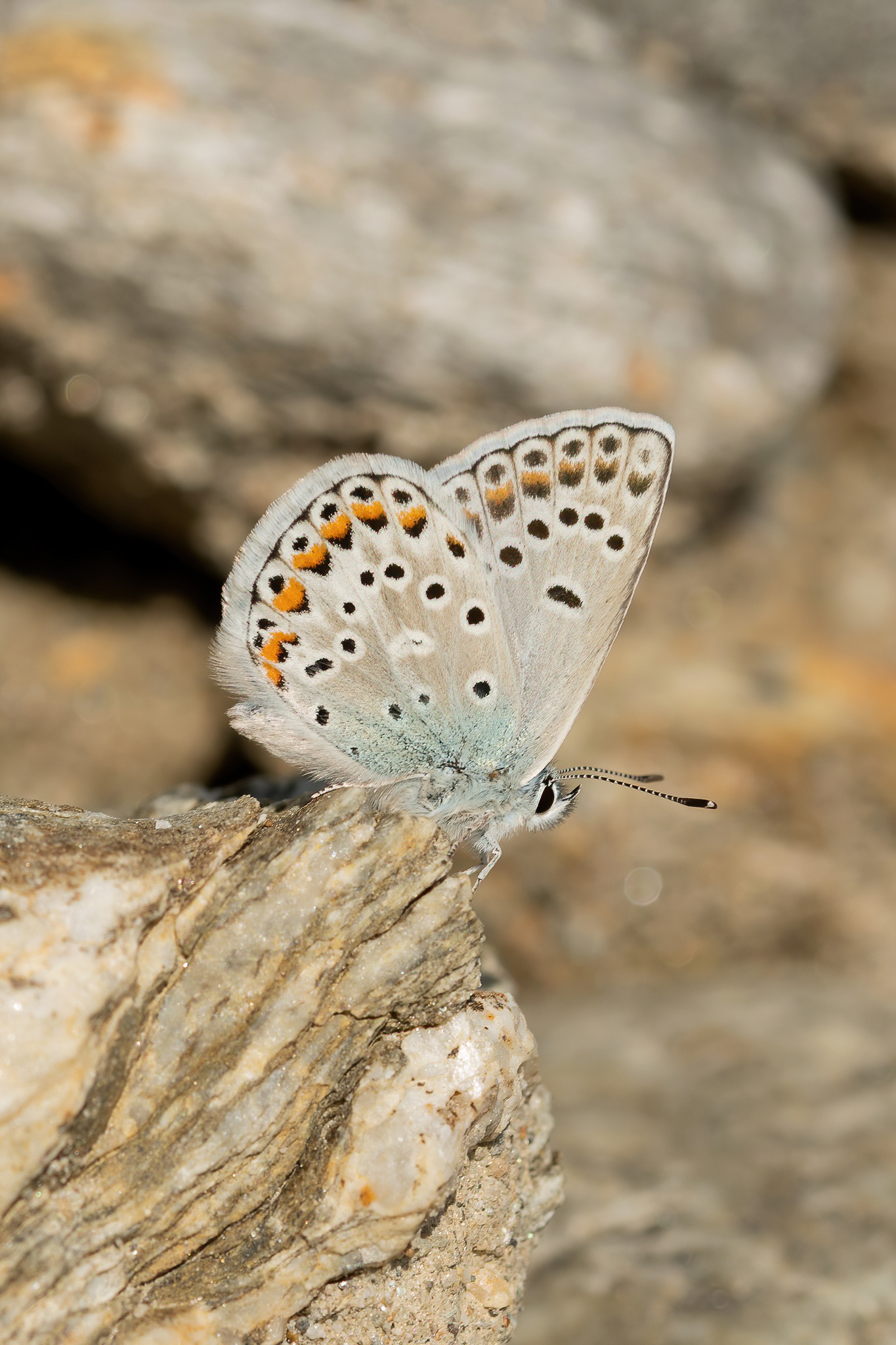 Escher's Blue - Italy