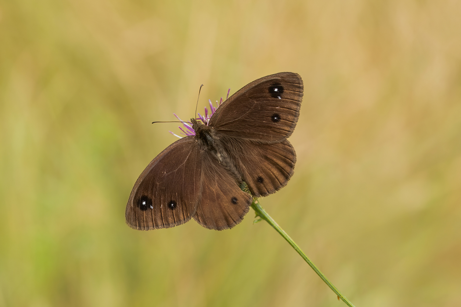 Great Sooty Satyr - Italy