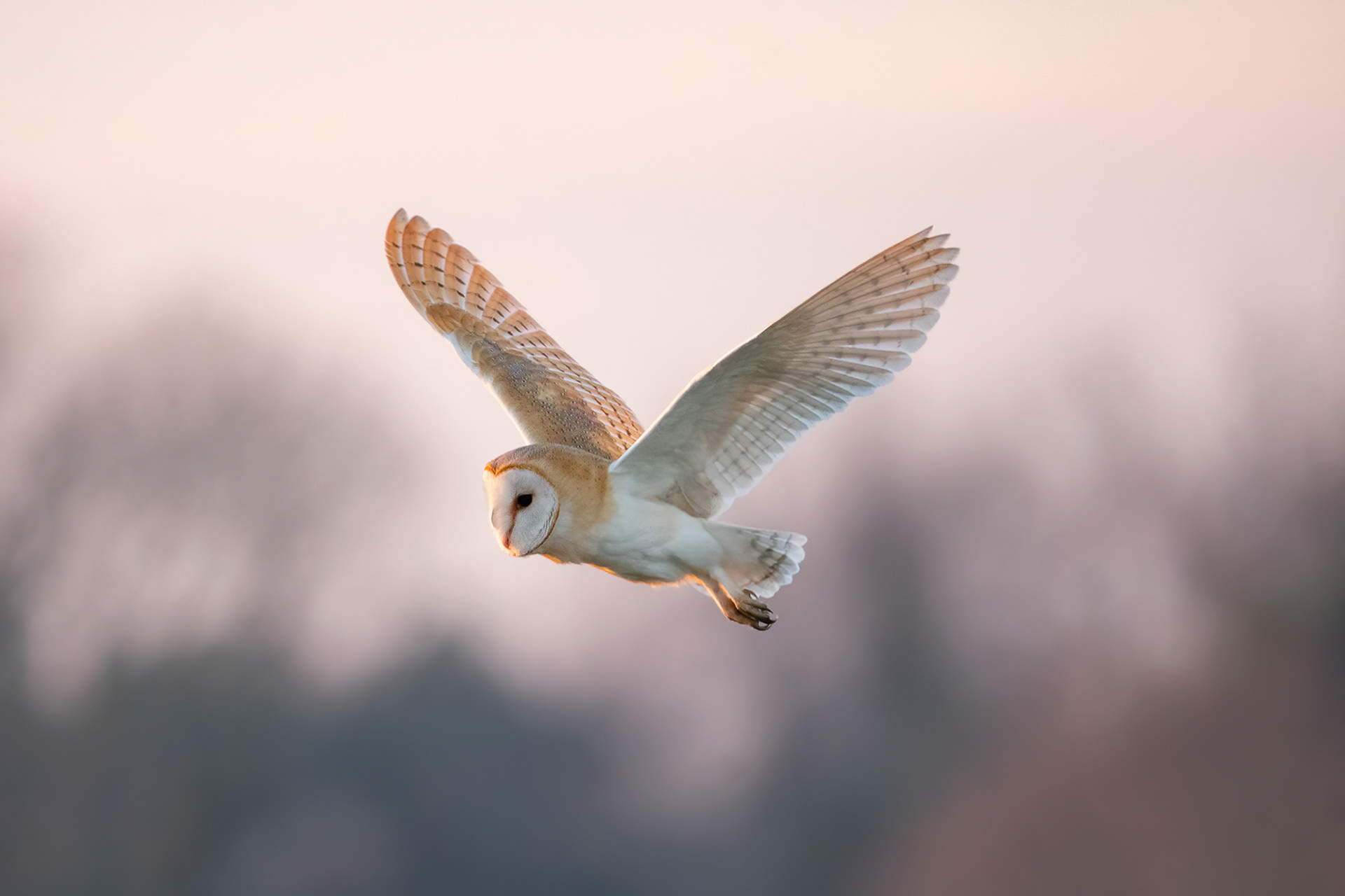 Barn Owl - Sandwich Bay