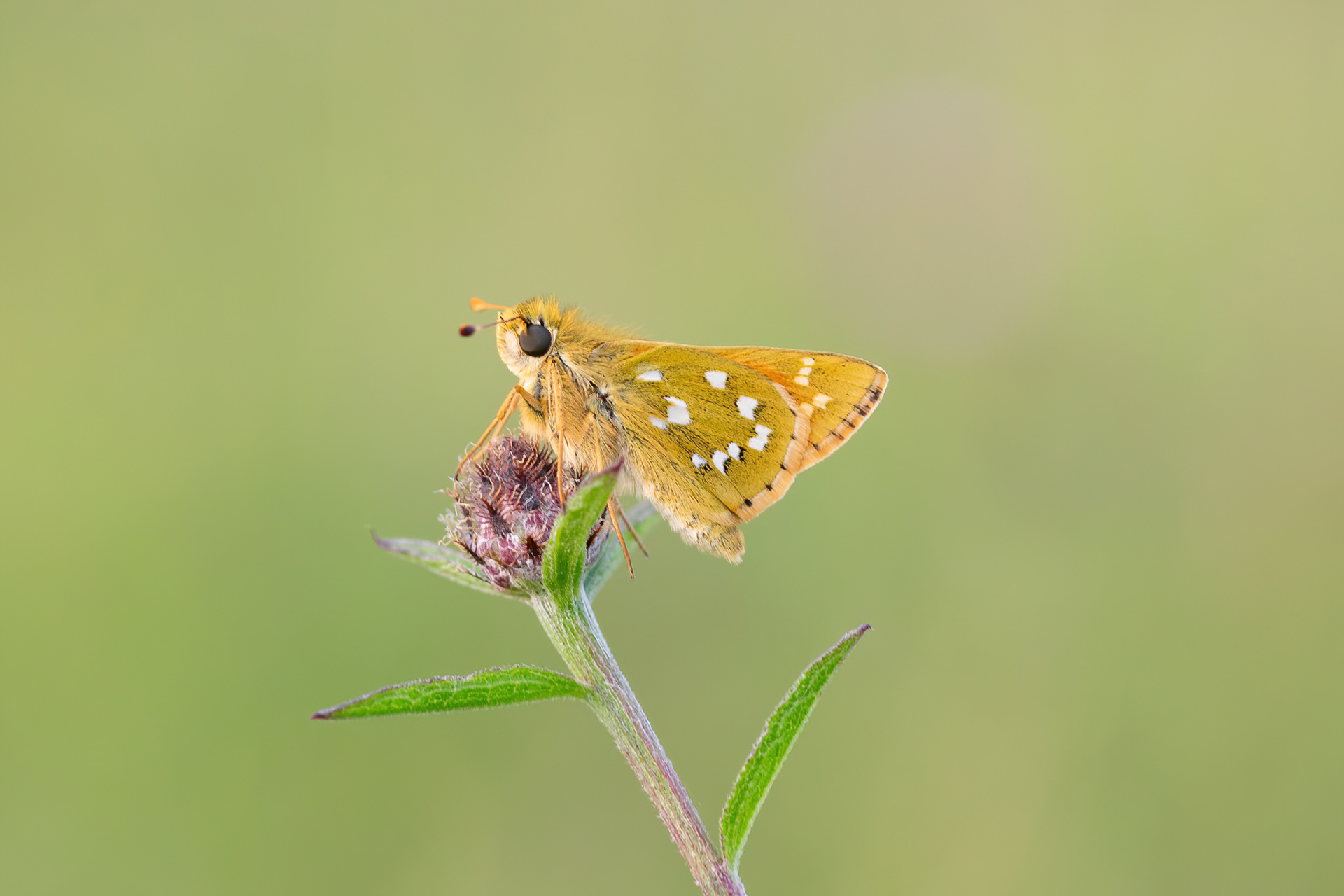 Silver-spotted Skipper - Queendown Warren