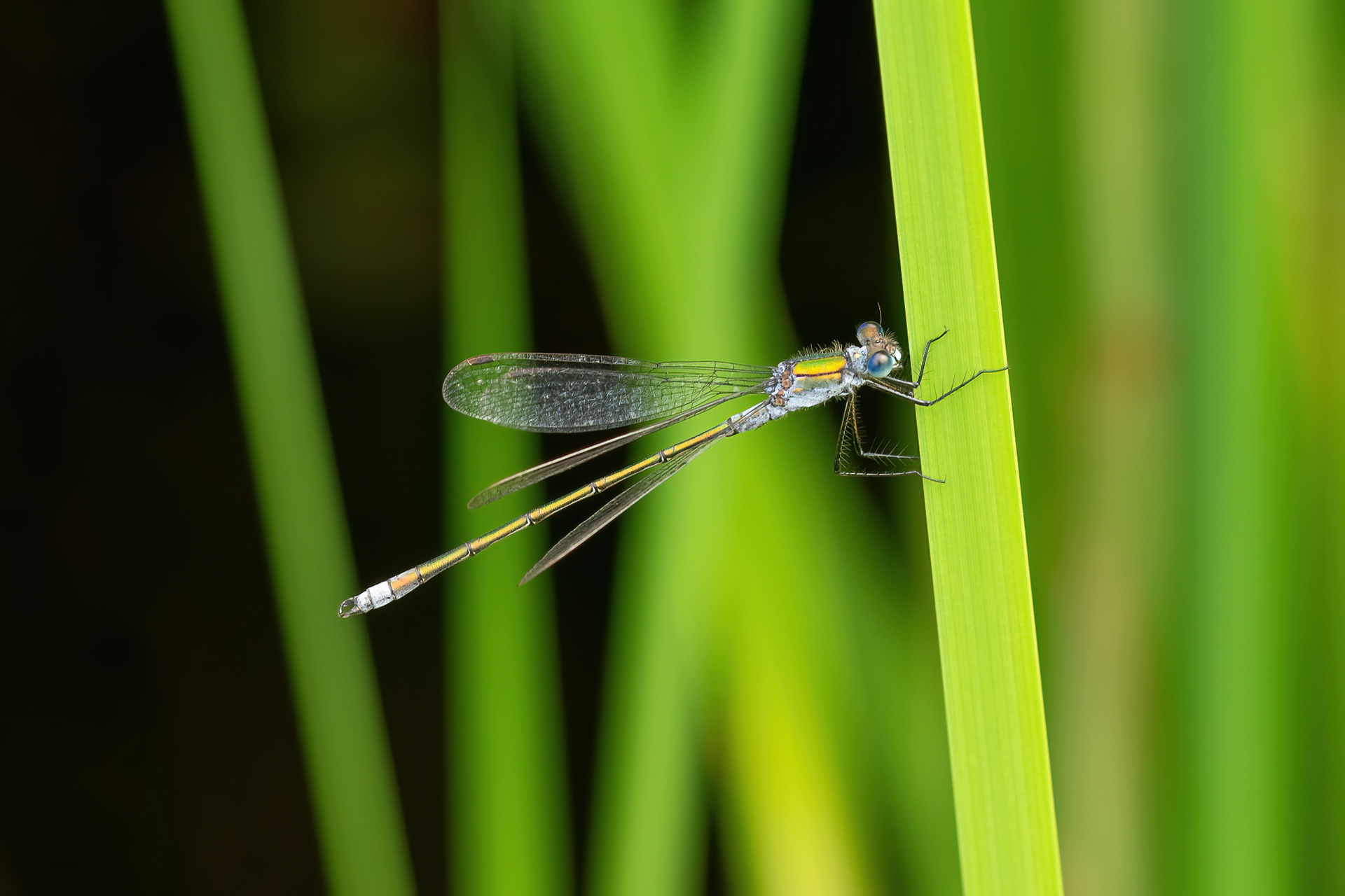 Emerald Damselfly - Cliffe Pools