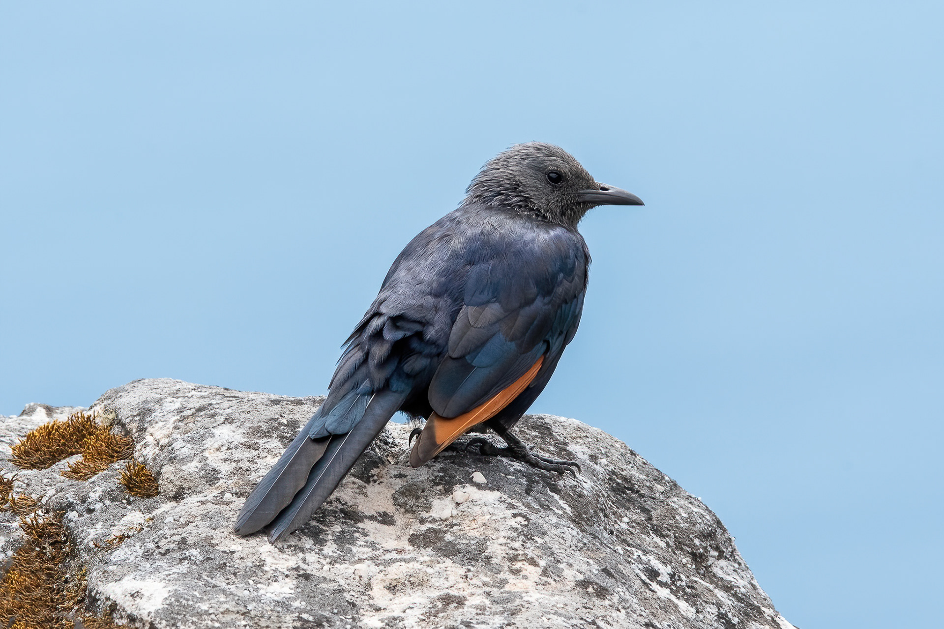 Red-winged Starling - Table Mountain
