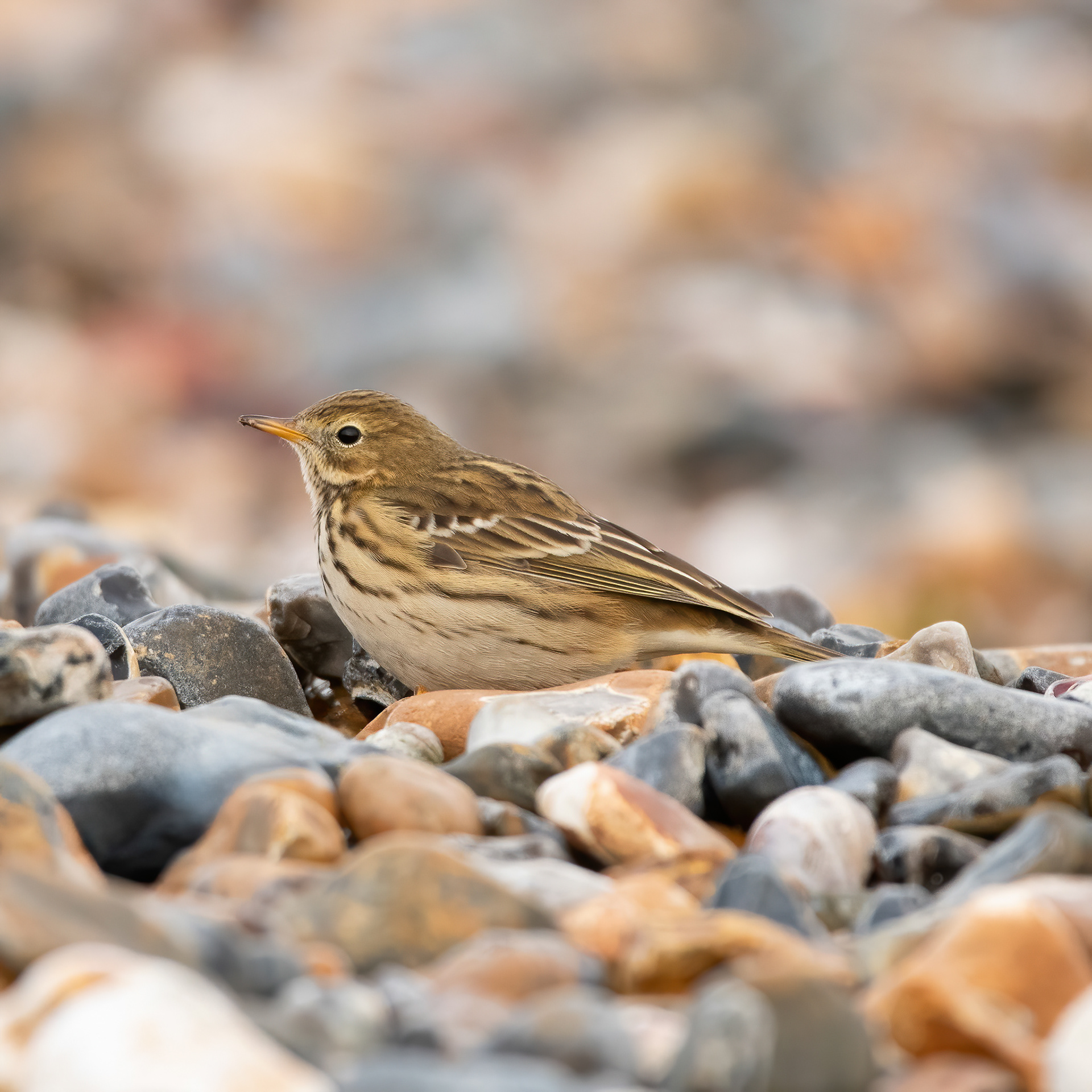 Meadow Pipit - Minnis Bay