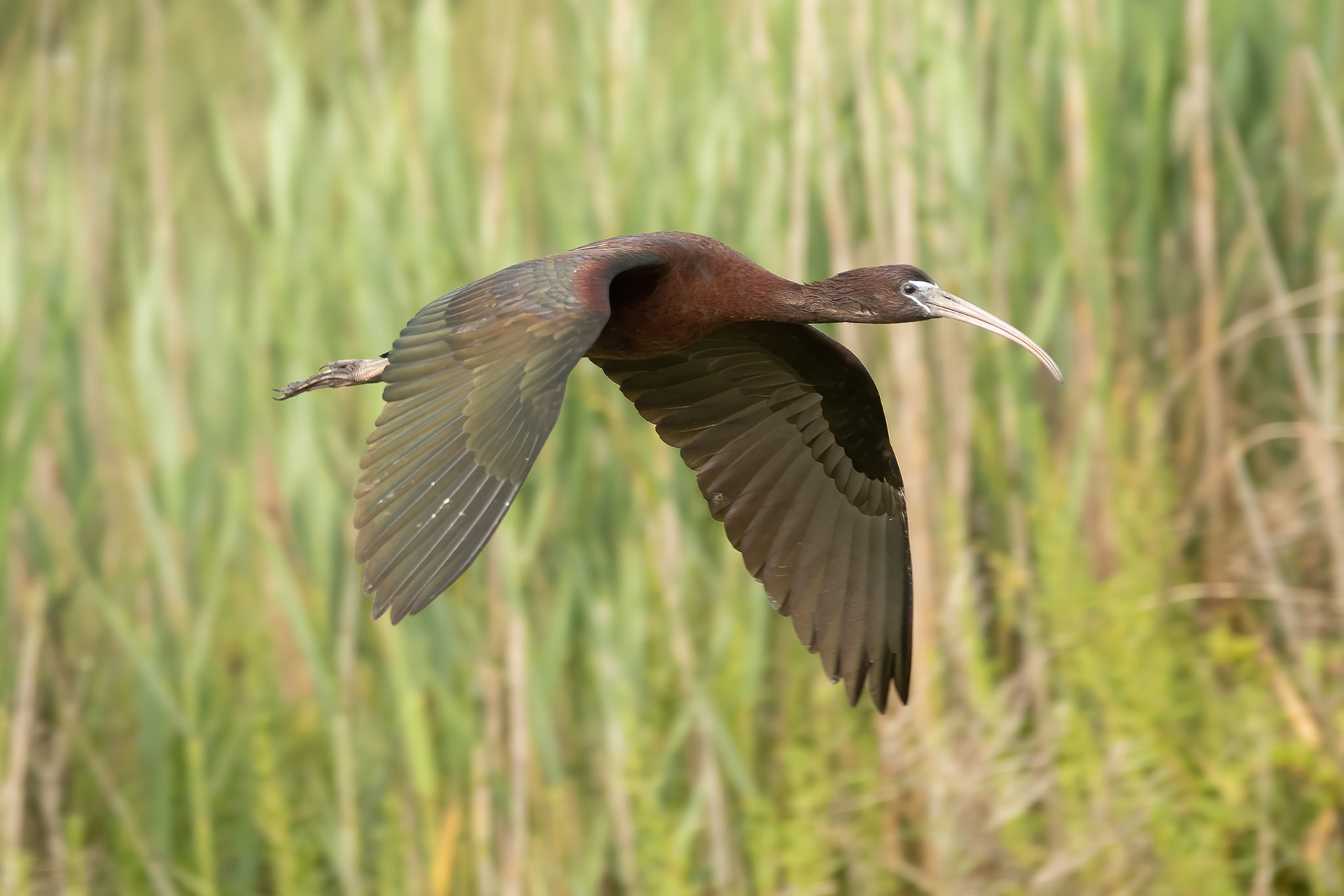 Glossy Ibis - Camargue, France