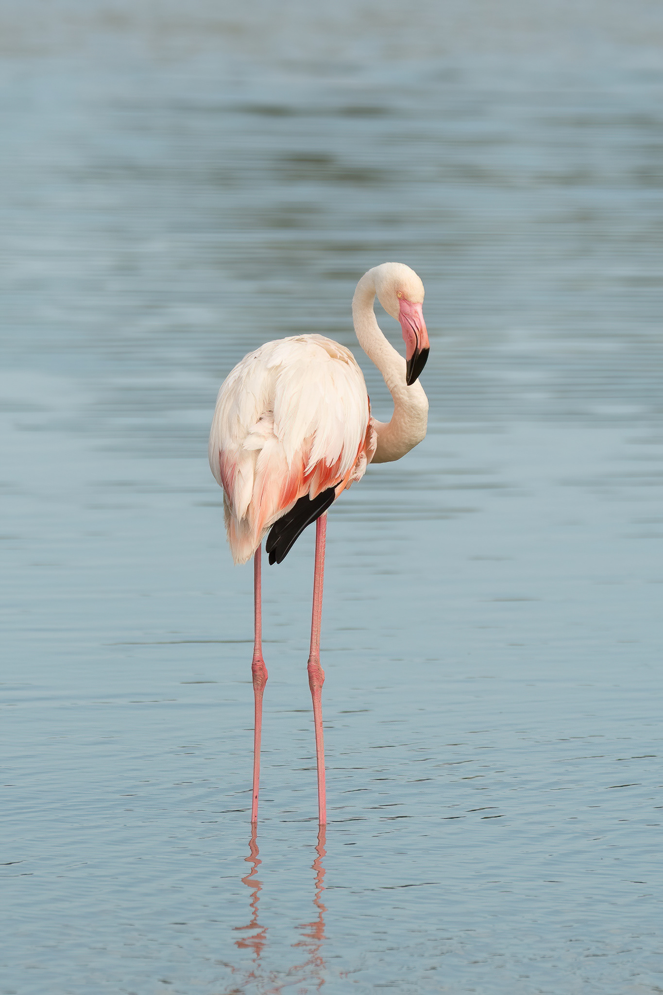 Greater Flamingo - Camargue, France