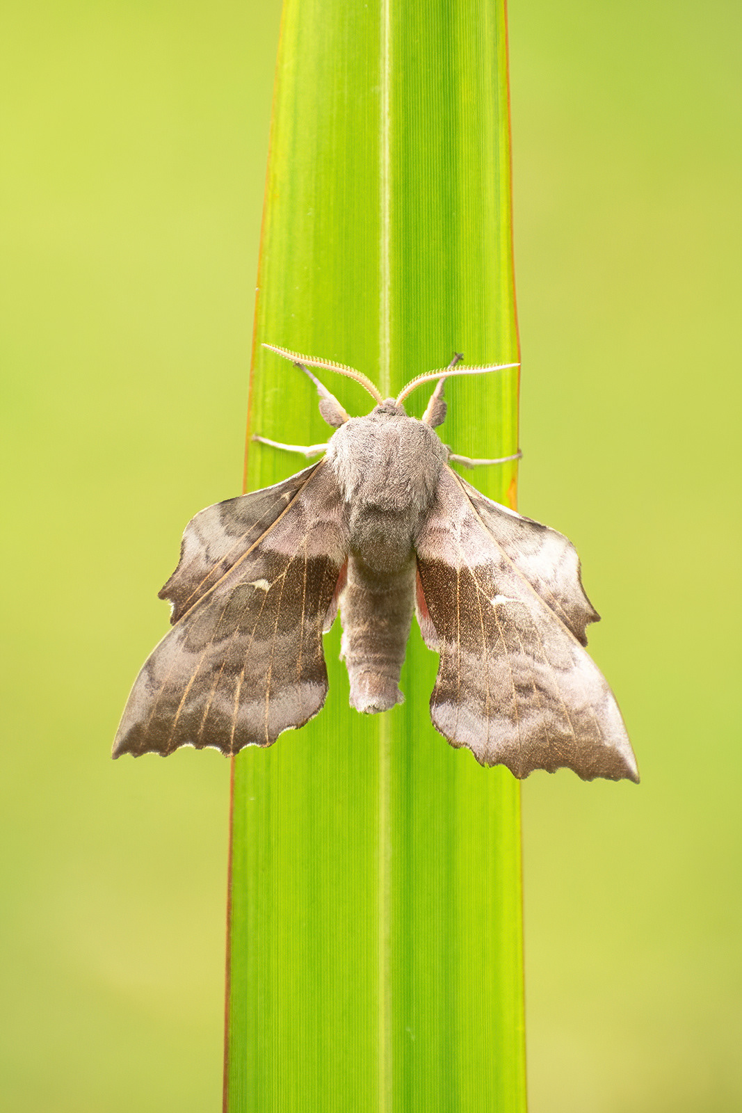 Poplar Hawk Moth - Captive