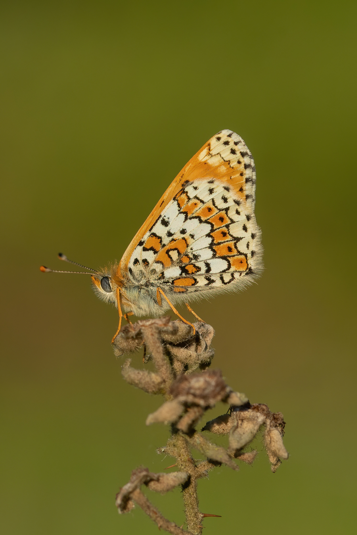 Glanville Fritillary  - Hutchingson's Bank