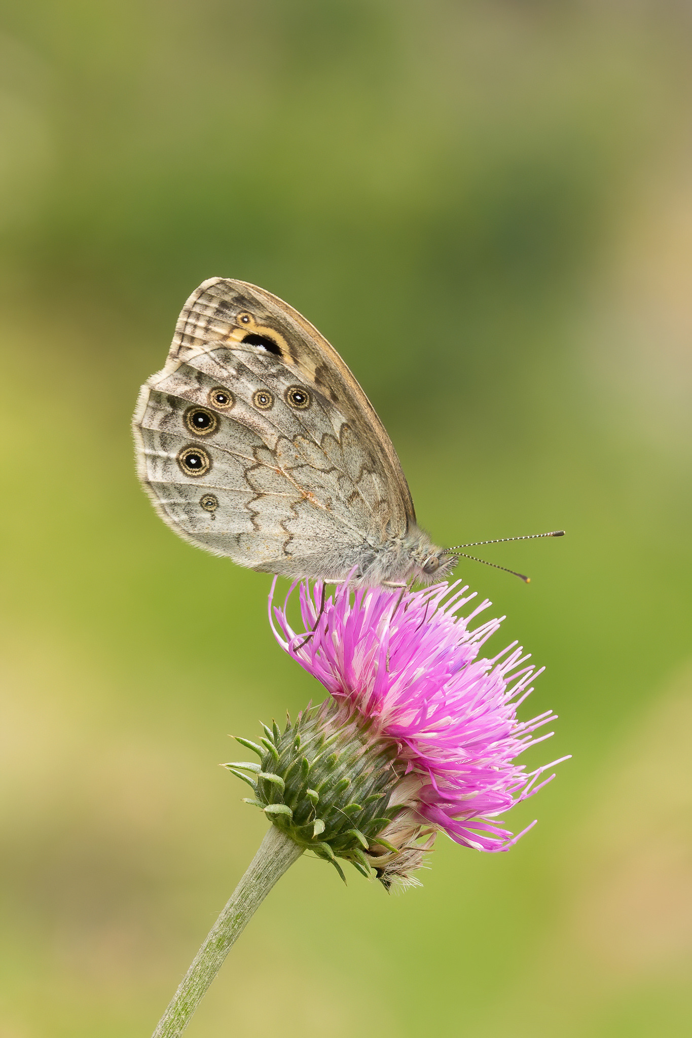 Large Wall Brown - Italy
