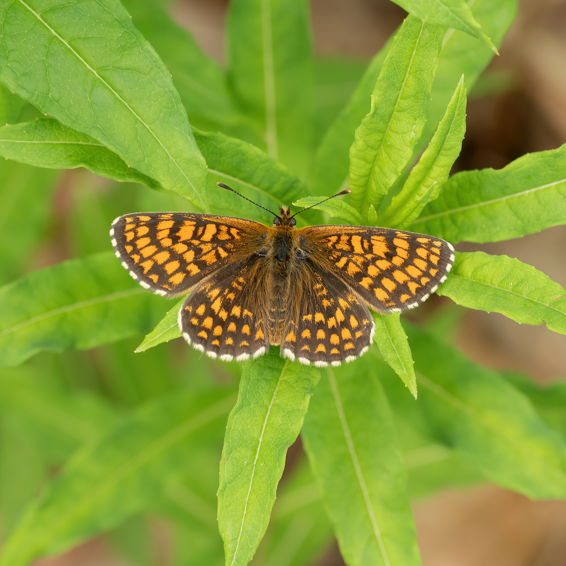Heath Fritillary - East Blean Woods