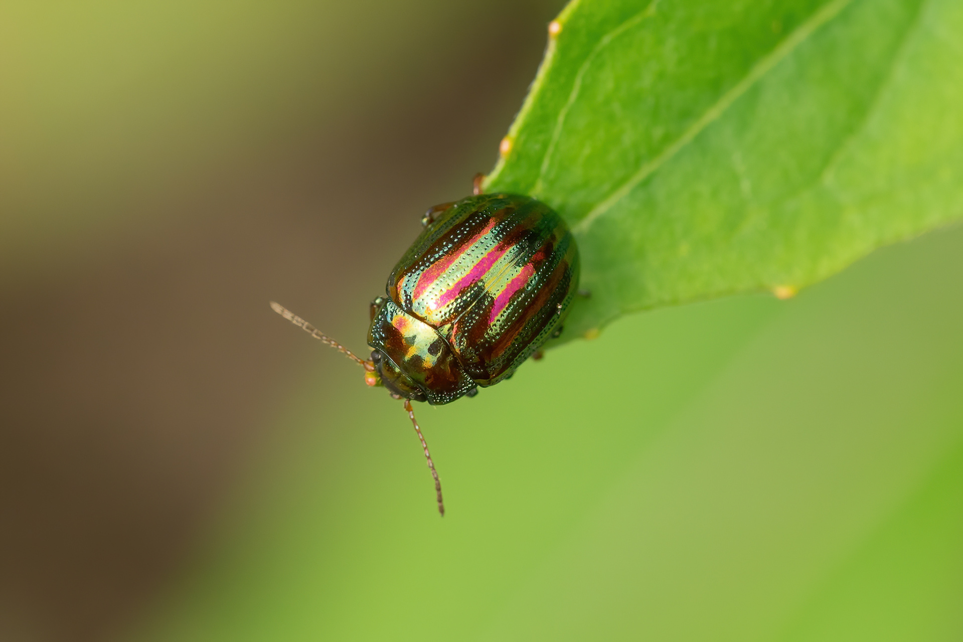 Rosemary Beetle - Sissinghurst