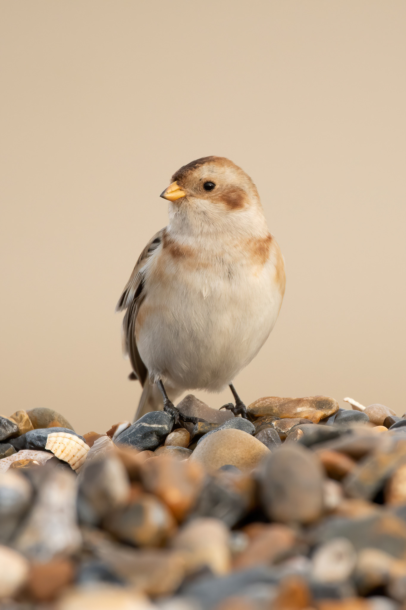Snow Bunting - Minnis Bay