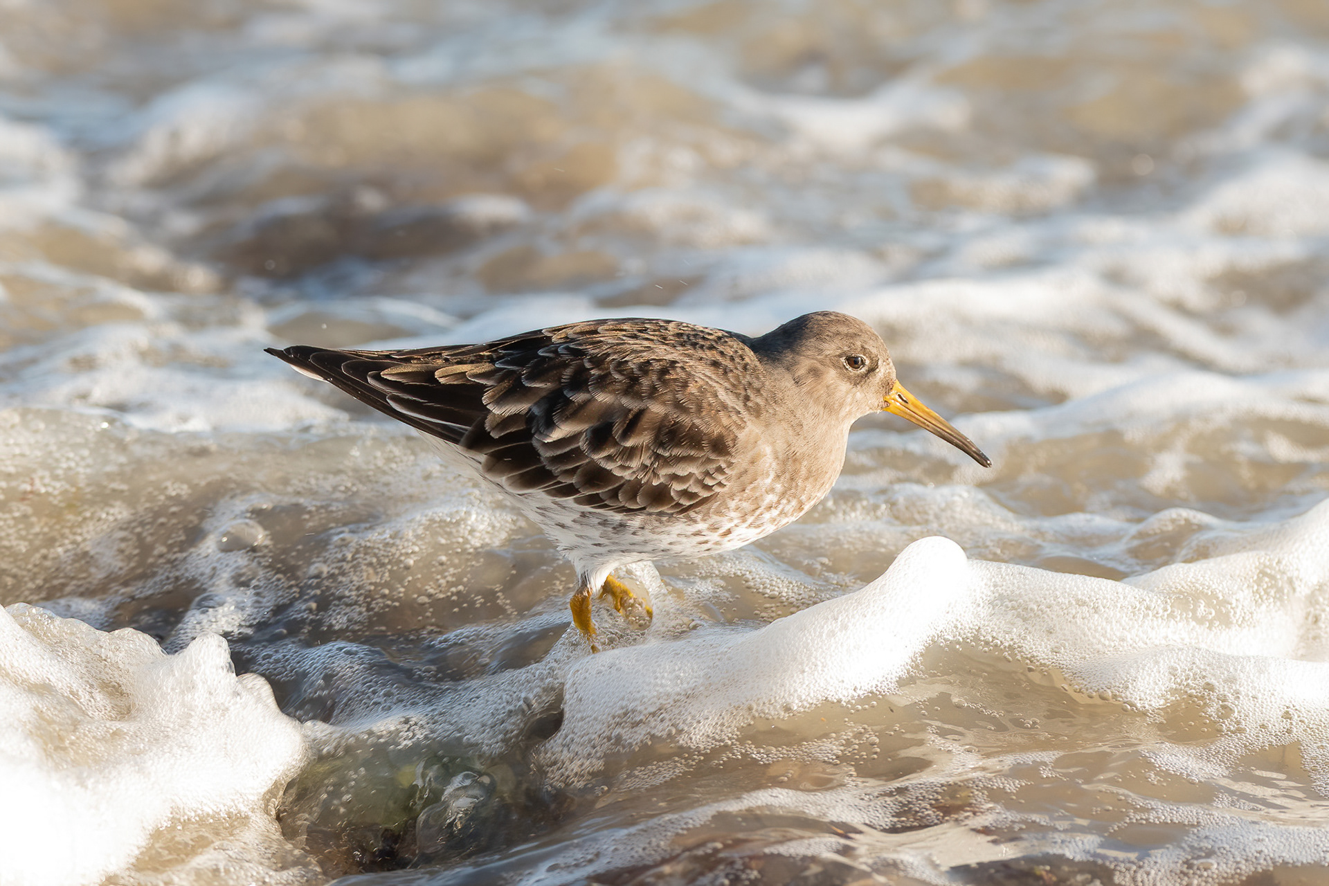 Purple Sandpiper - Broadstairs