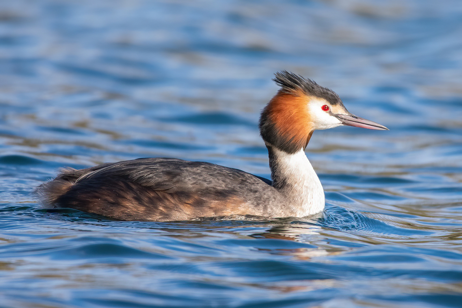 Great-crested Grebe - Brooklands Lake