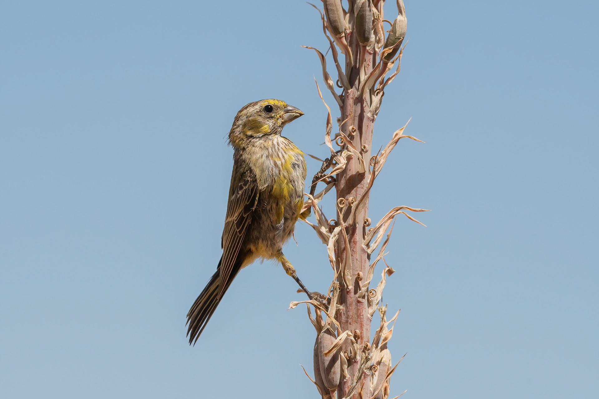Yellow Canary - Inverdoorn