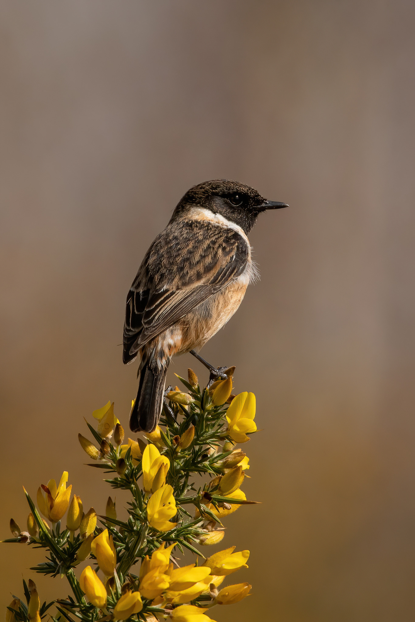 Stonechat - Thursley Common