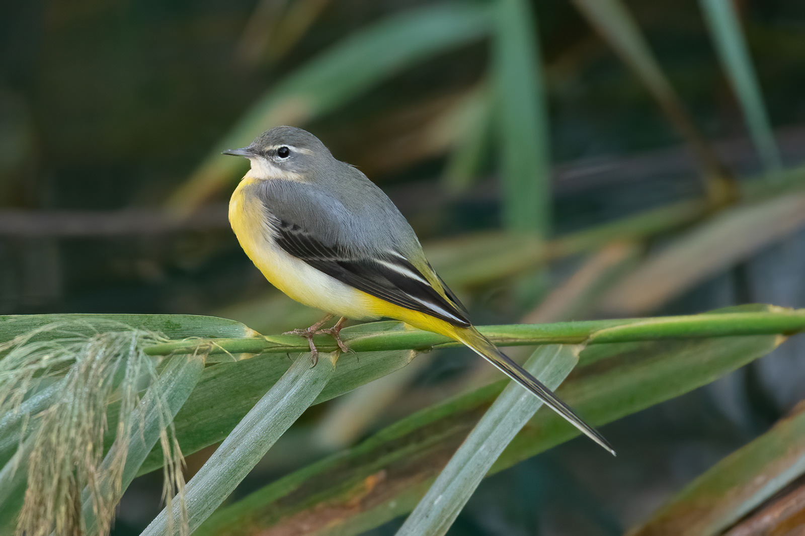 Grey Wagtail - Side, Turkey