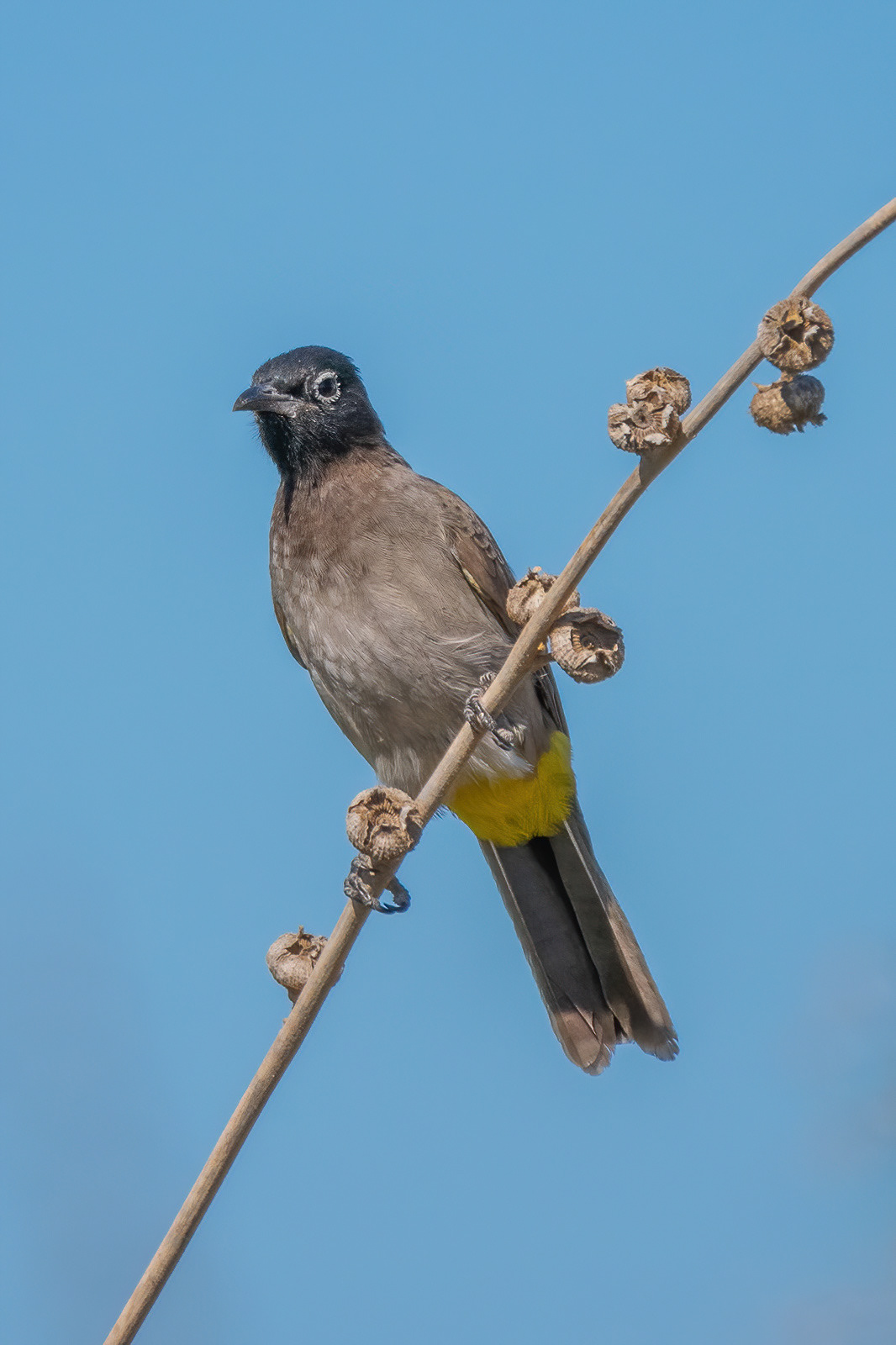 White-spectacled Bulbul - Side, Turkey