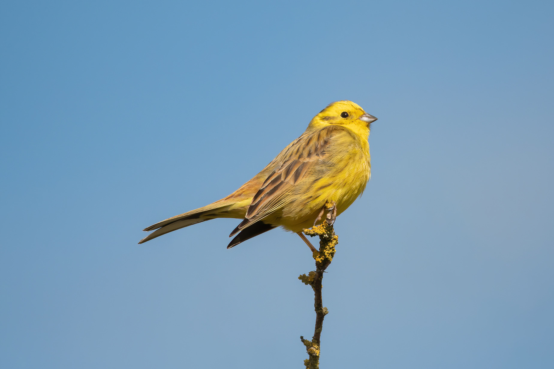 Yellowhammer - Lydd