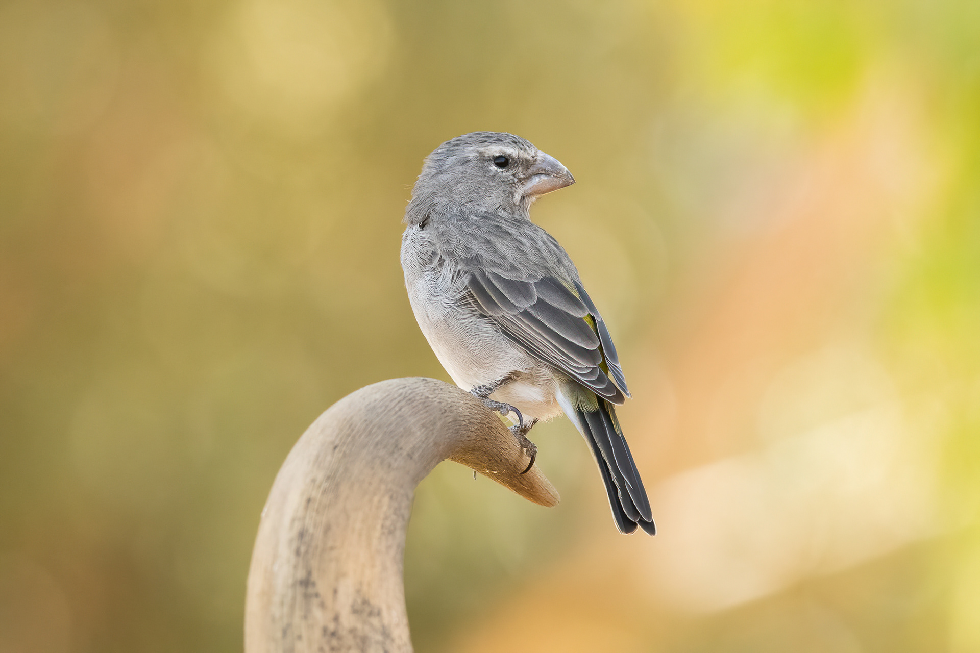 White-throated Canary - Inverdoorn