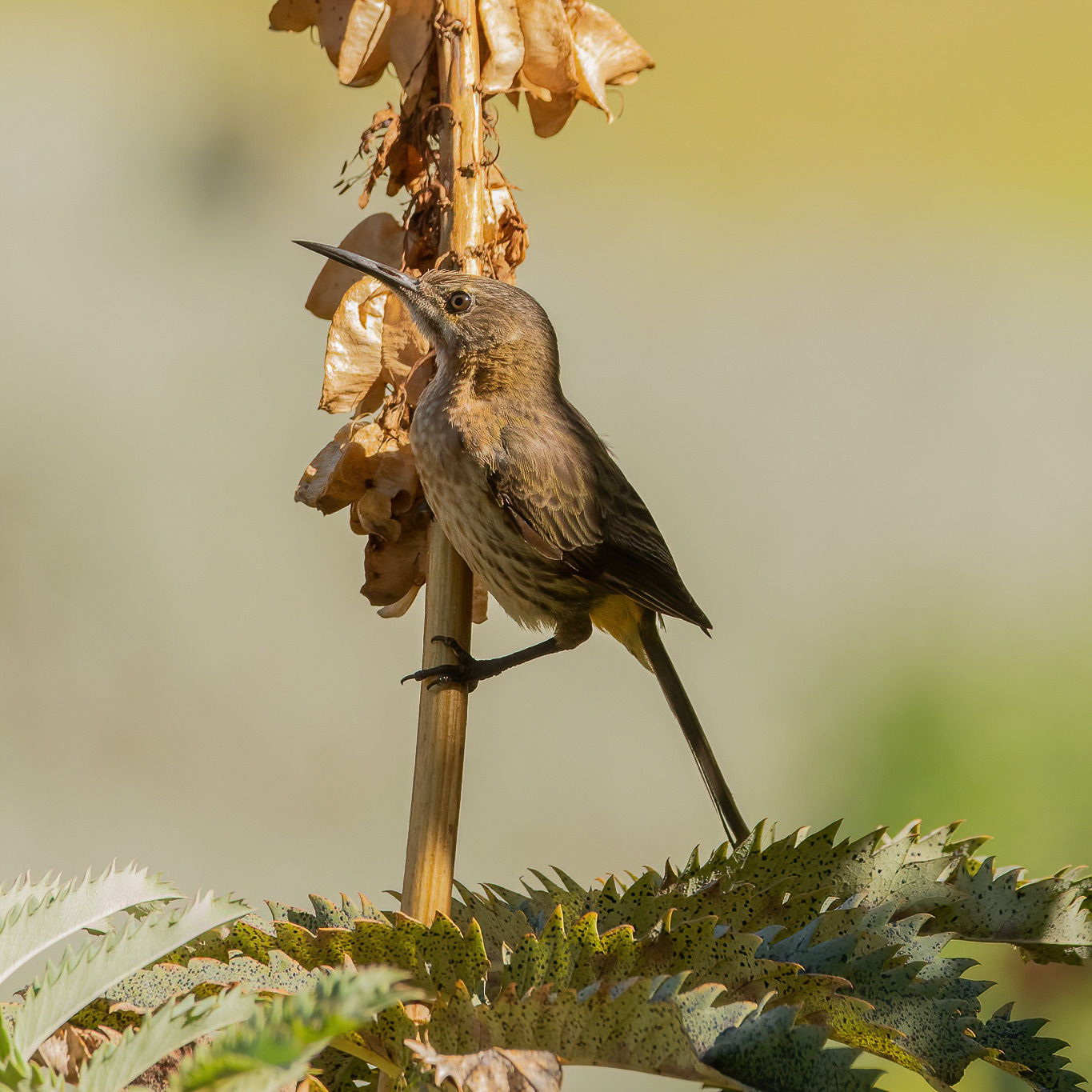 Cape Sugarbird - Kirstenbosch