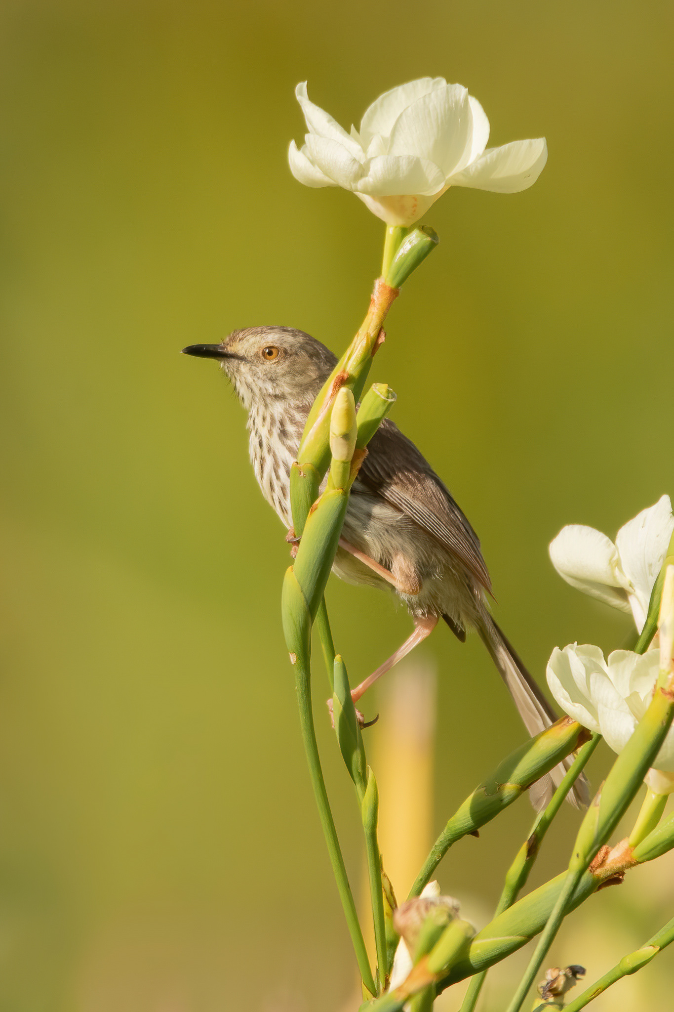 Karoo Prinia - Kirstenbosch