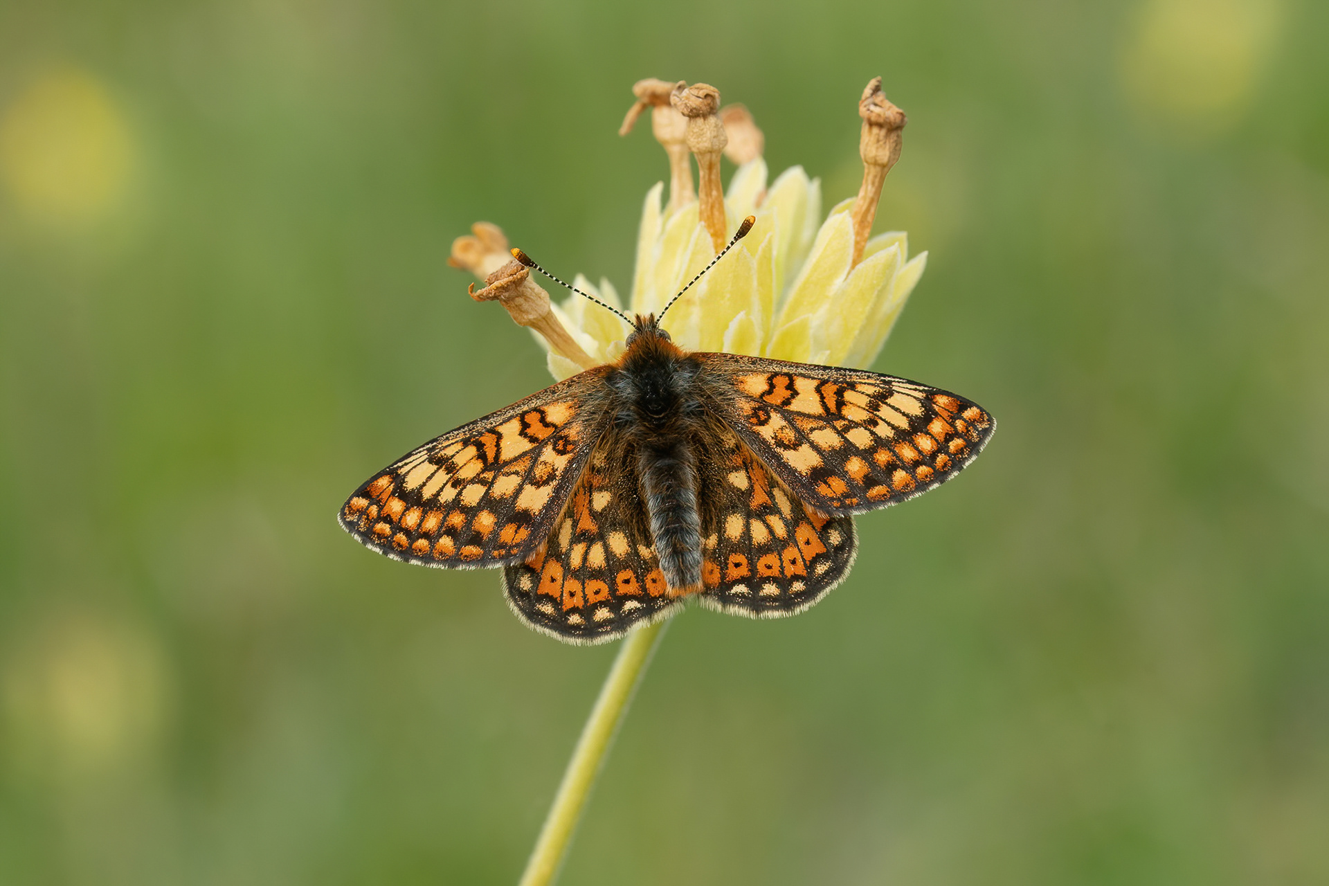 Marsh Fritillary  - Magdalen Hill Down